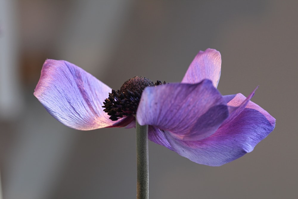 a close up of a flower with a blurry background