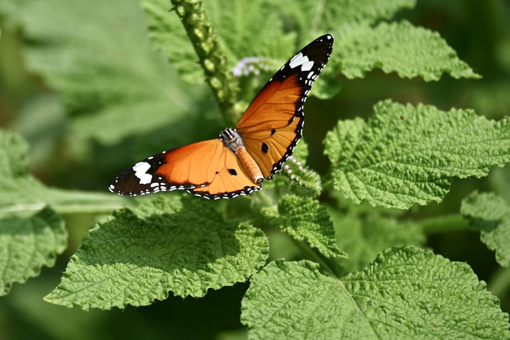 a close up of a butterfly on a leaf