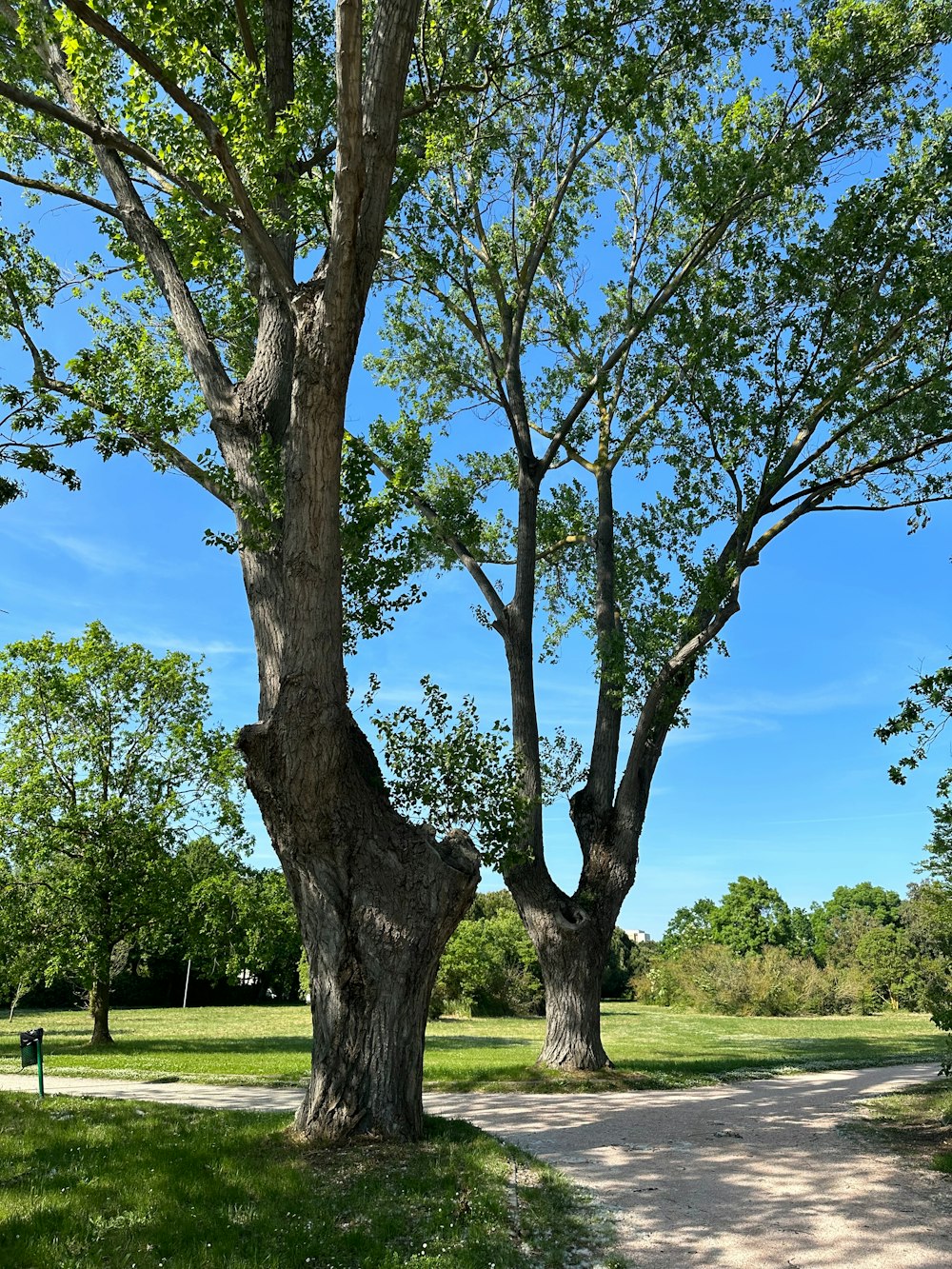 two large trees in a grassy area next to a path