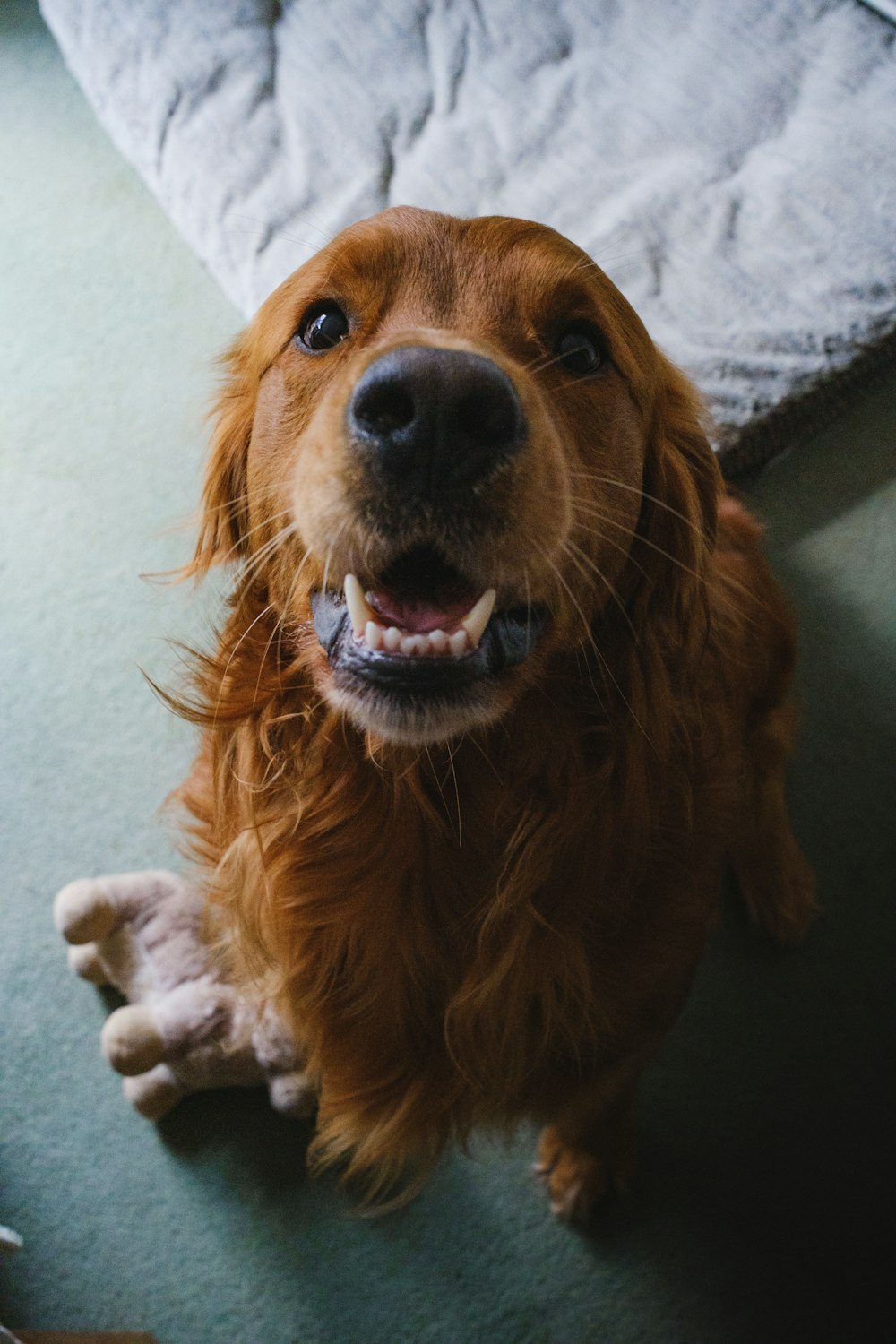 a brown dog sitting on top of a green floor