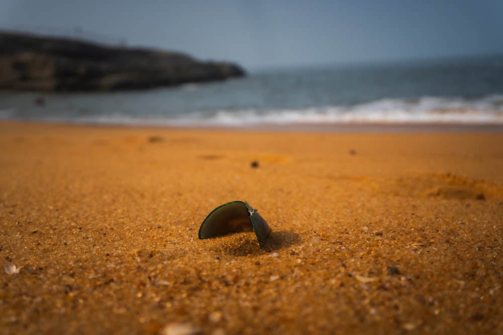 a green leaf on a sandy beach next to the ocean