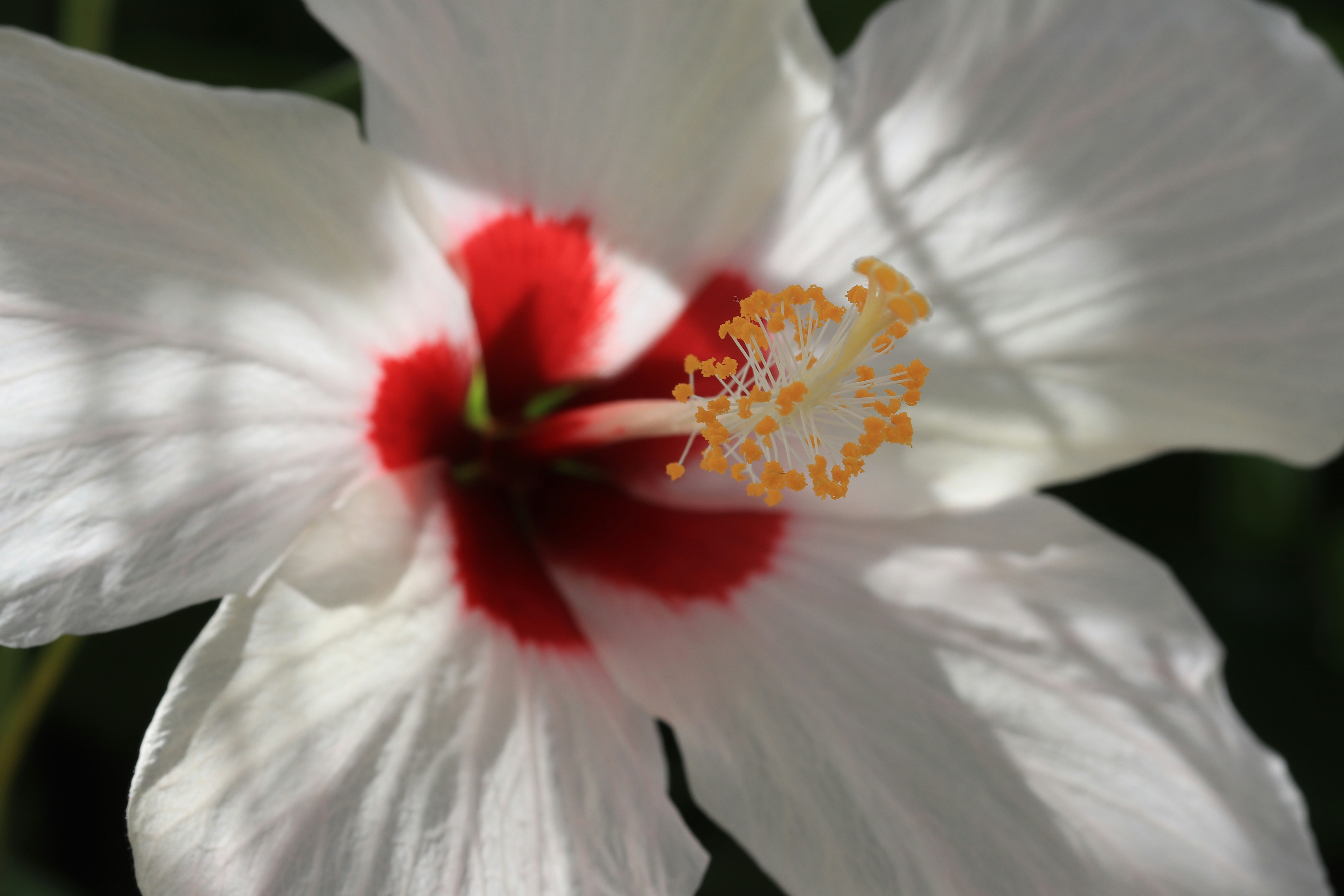 Photo by alenachia88