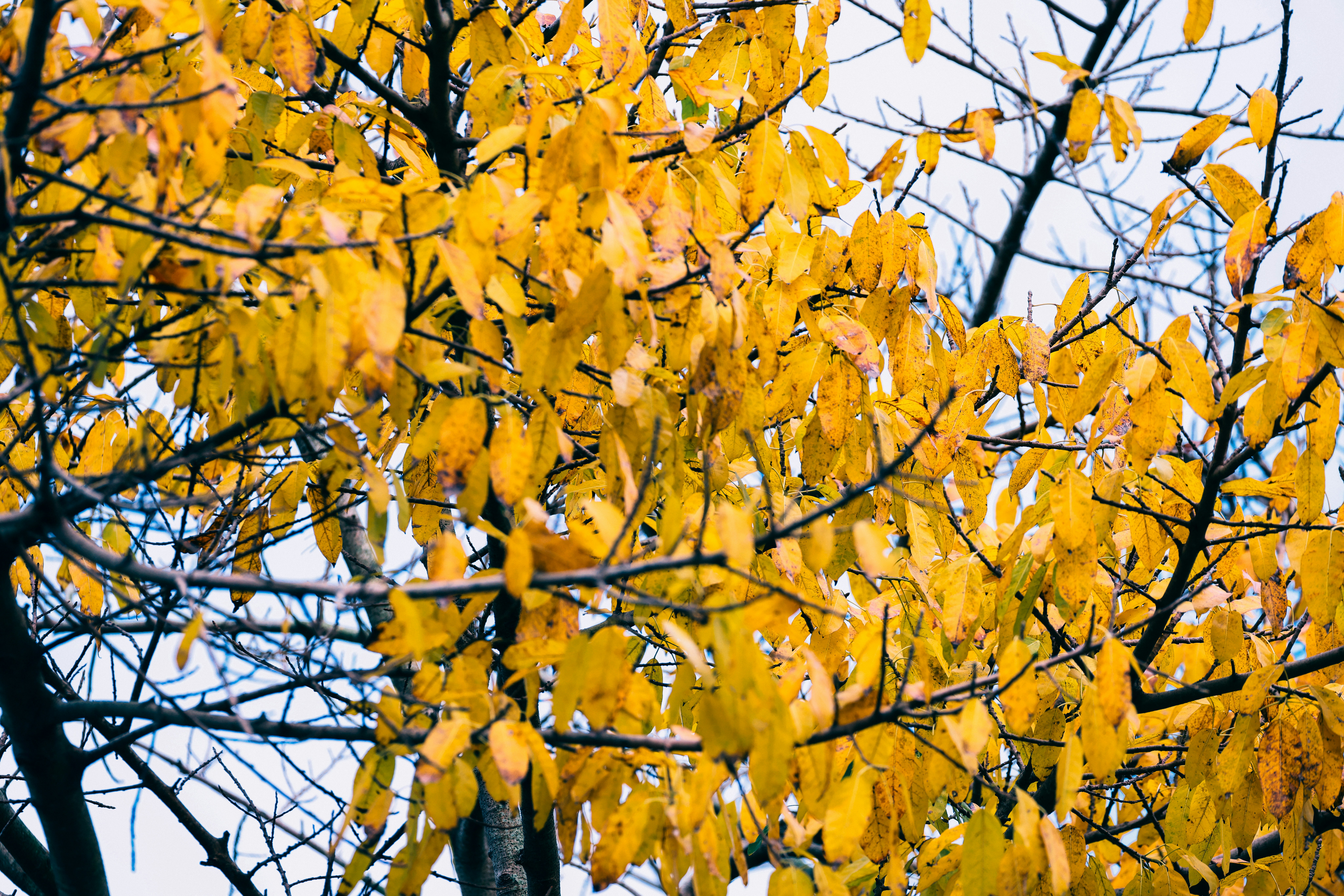 Photo by dickenslin76