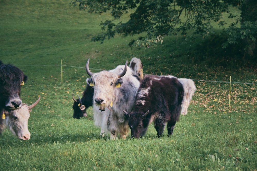 a herd of cattle standing on top of a lush green field