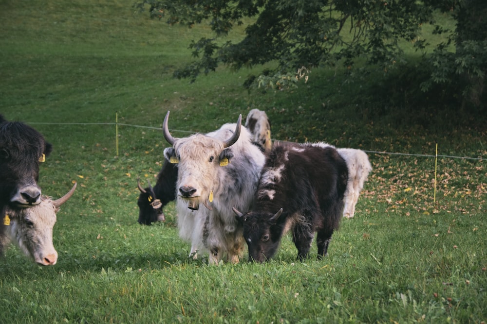 a herd of cattle standing on top of a lush green field