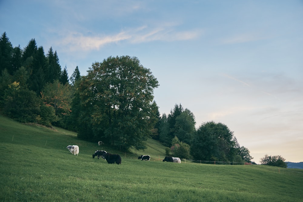 una mandria di bovini al pascolo su una collina verde e lussureggiante