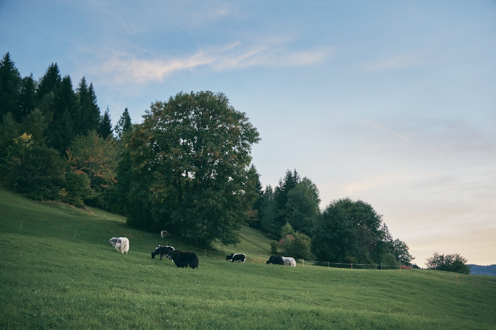 a herd of cattle grazing on a lush green hillside