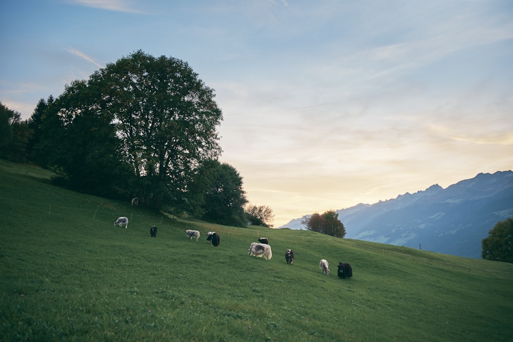 a herd of sheep grazing on a lush green hillside