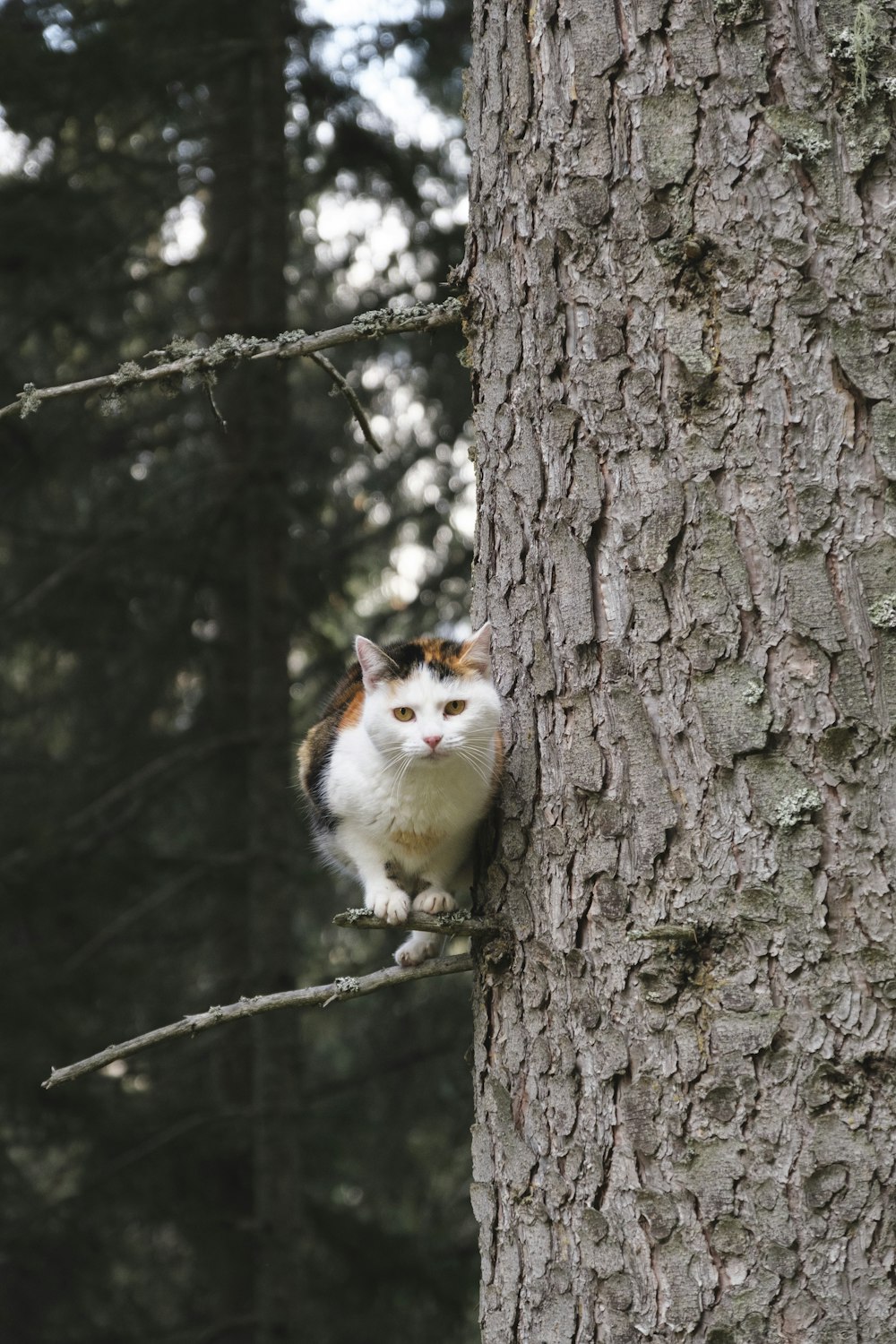 un gatto seduto su un albero