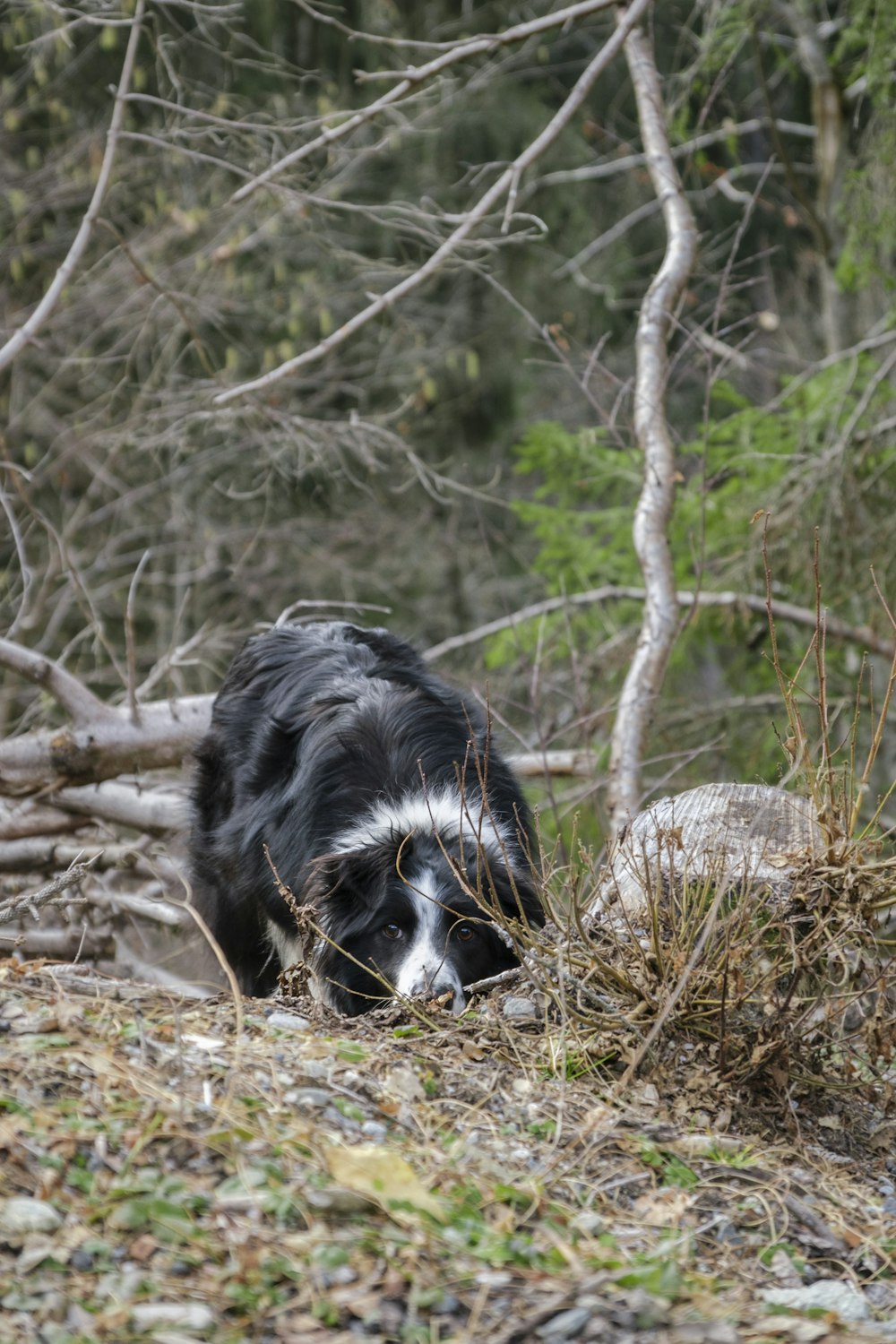 a black and white dog walking through a forest