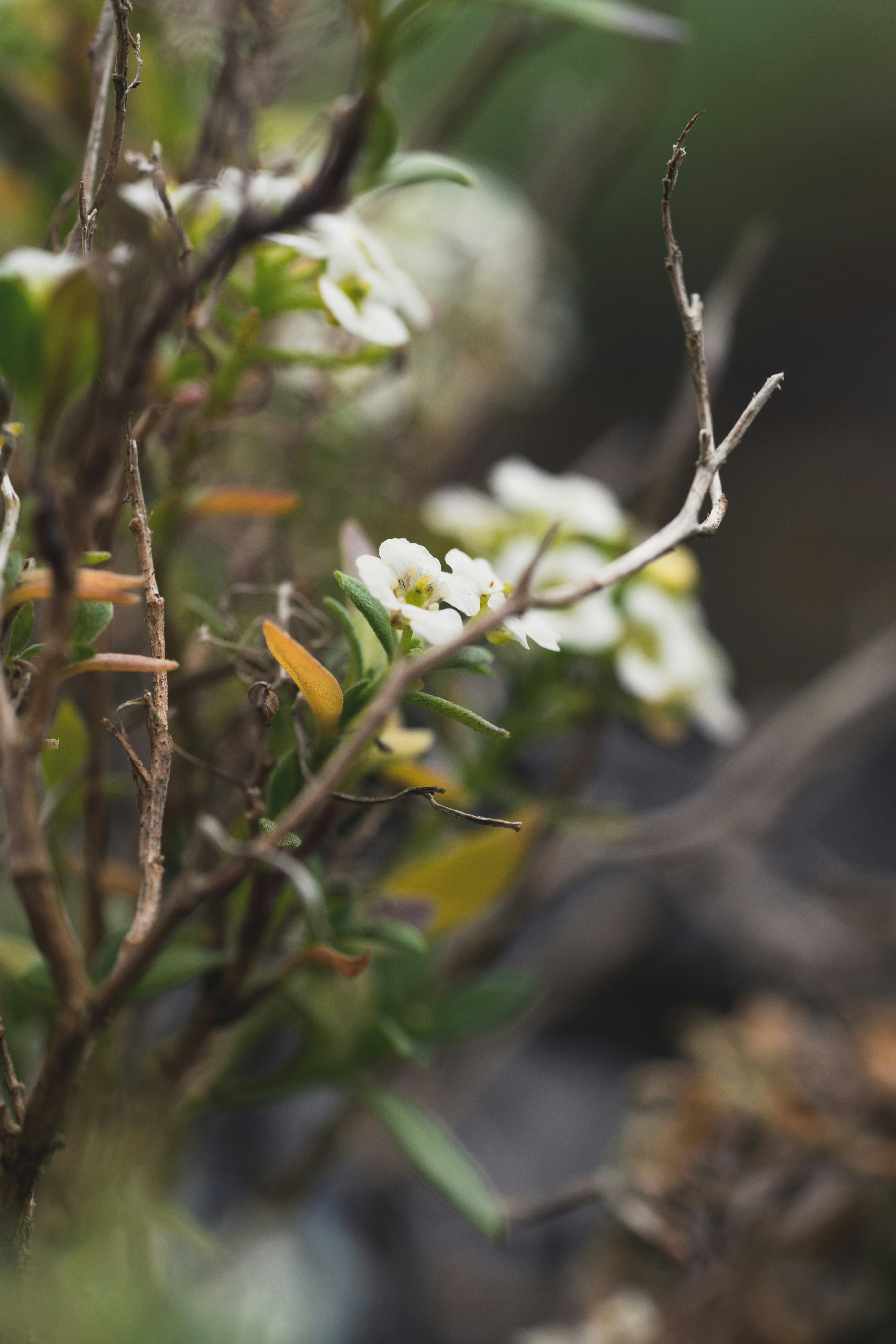 Photo by countingframez