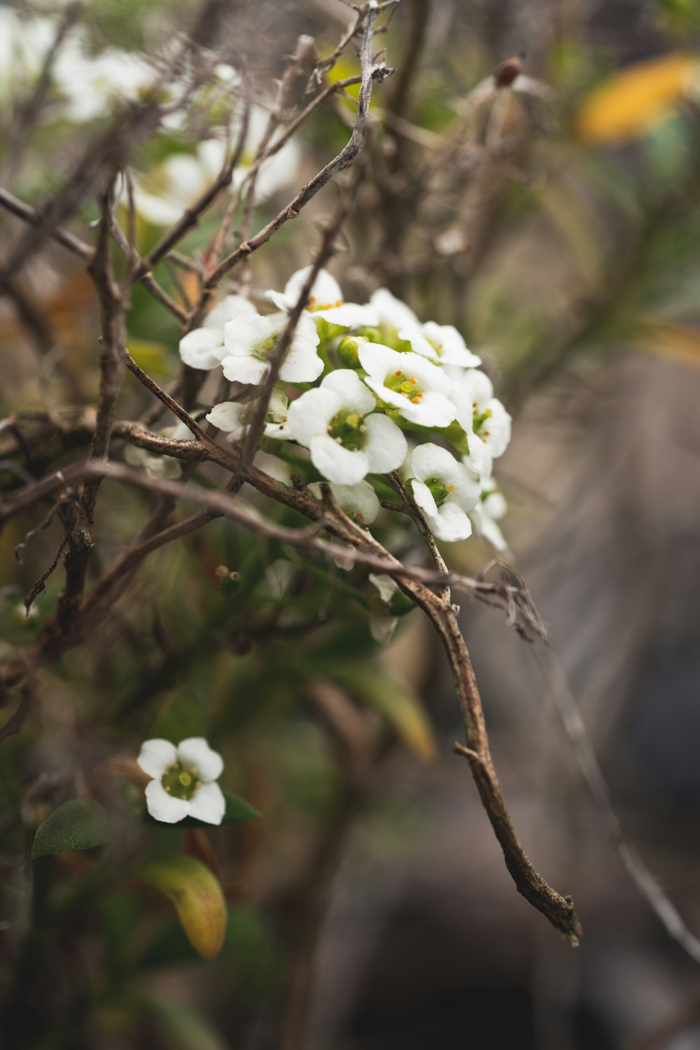 small white flowers growing on a tree branch