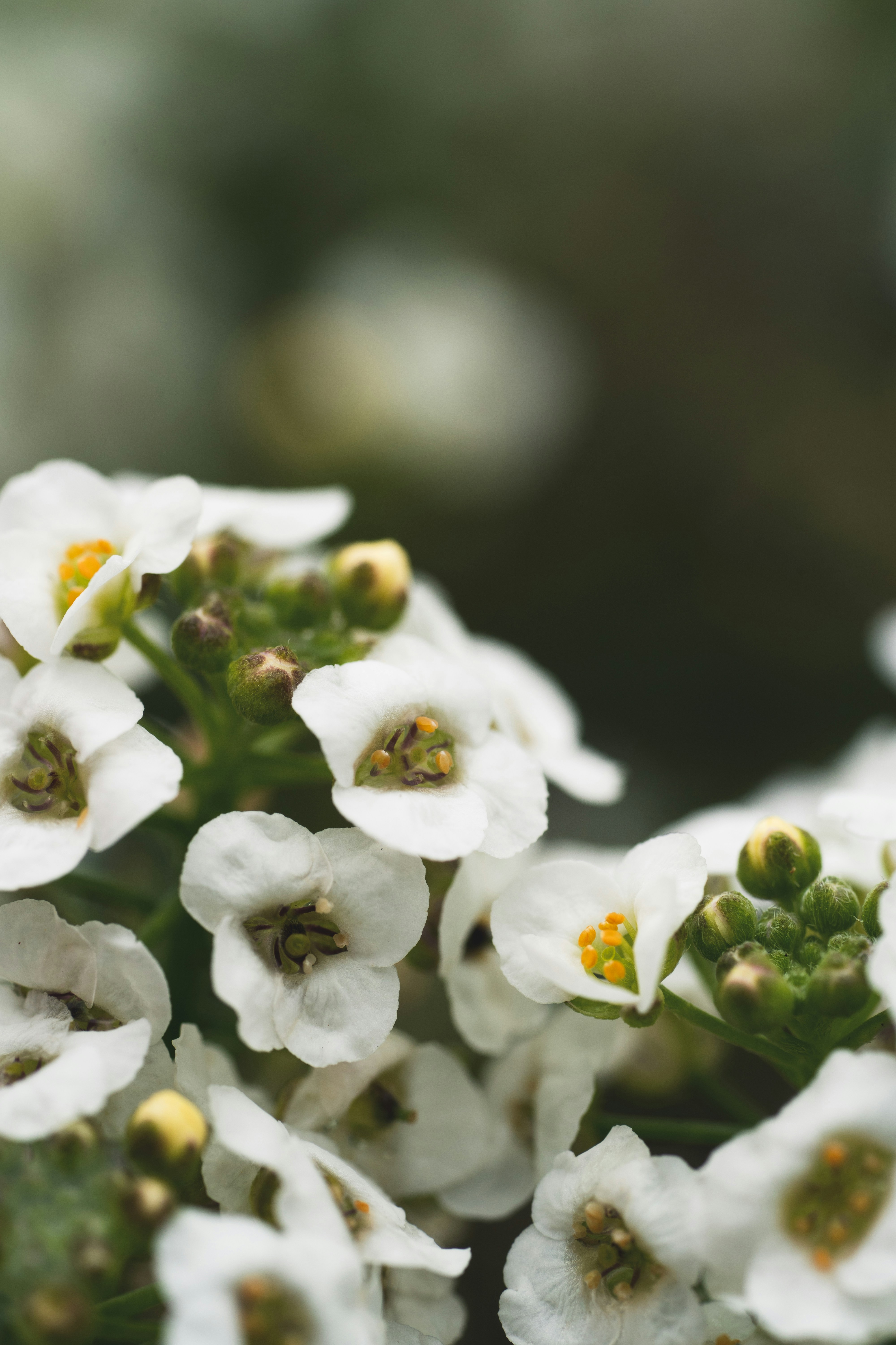 a bunch of white flowers that are blooming
