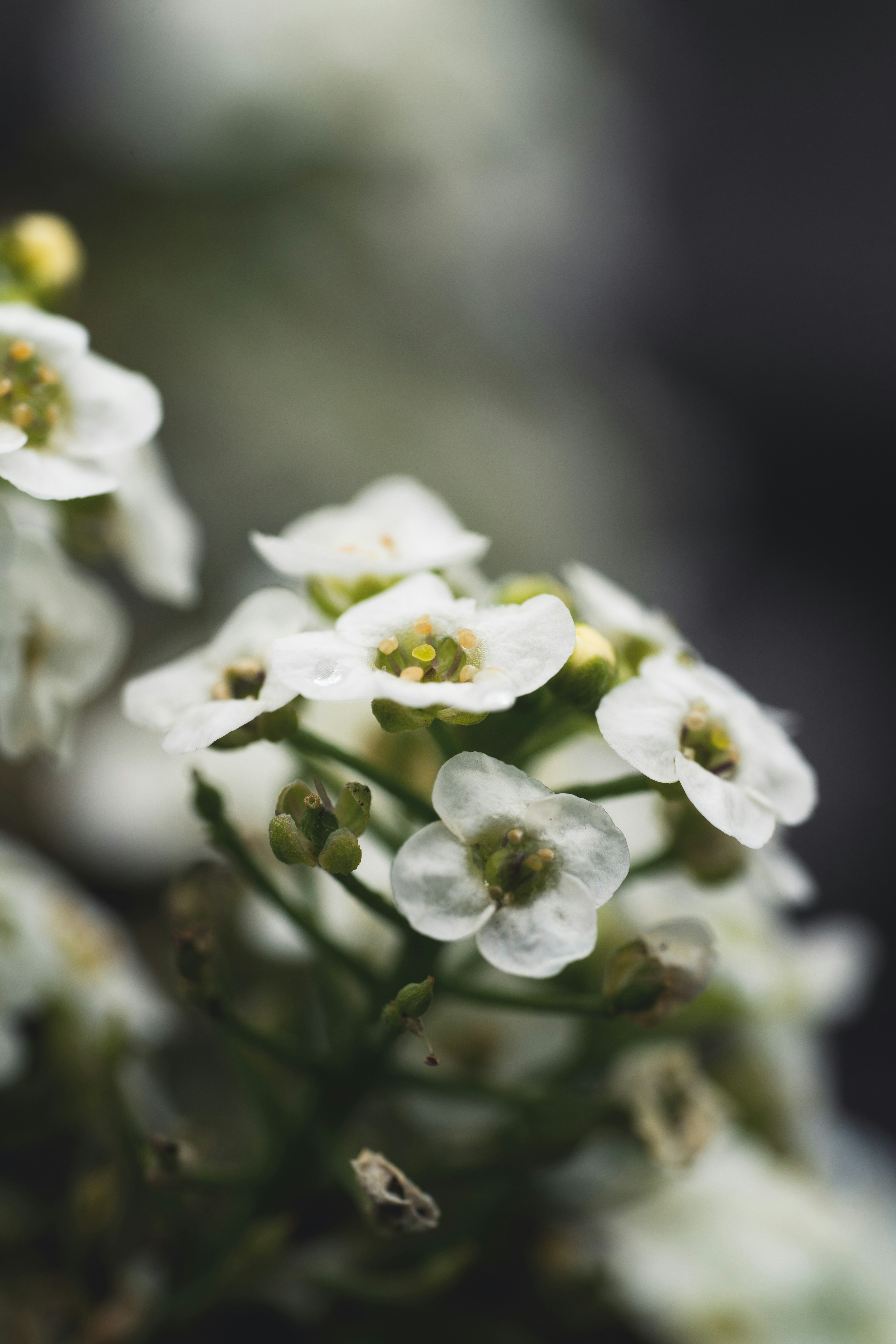 Photo by countingframez