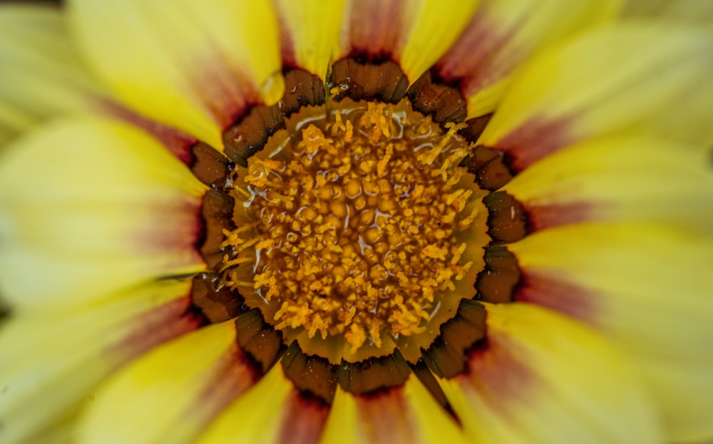 a close up of a yellow and red flower