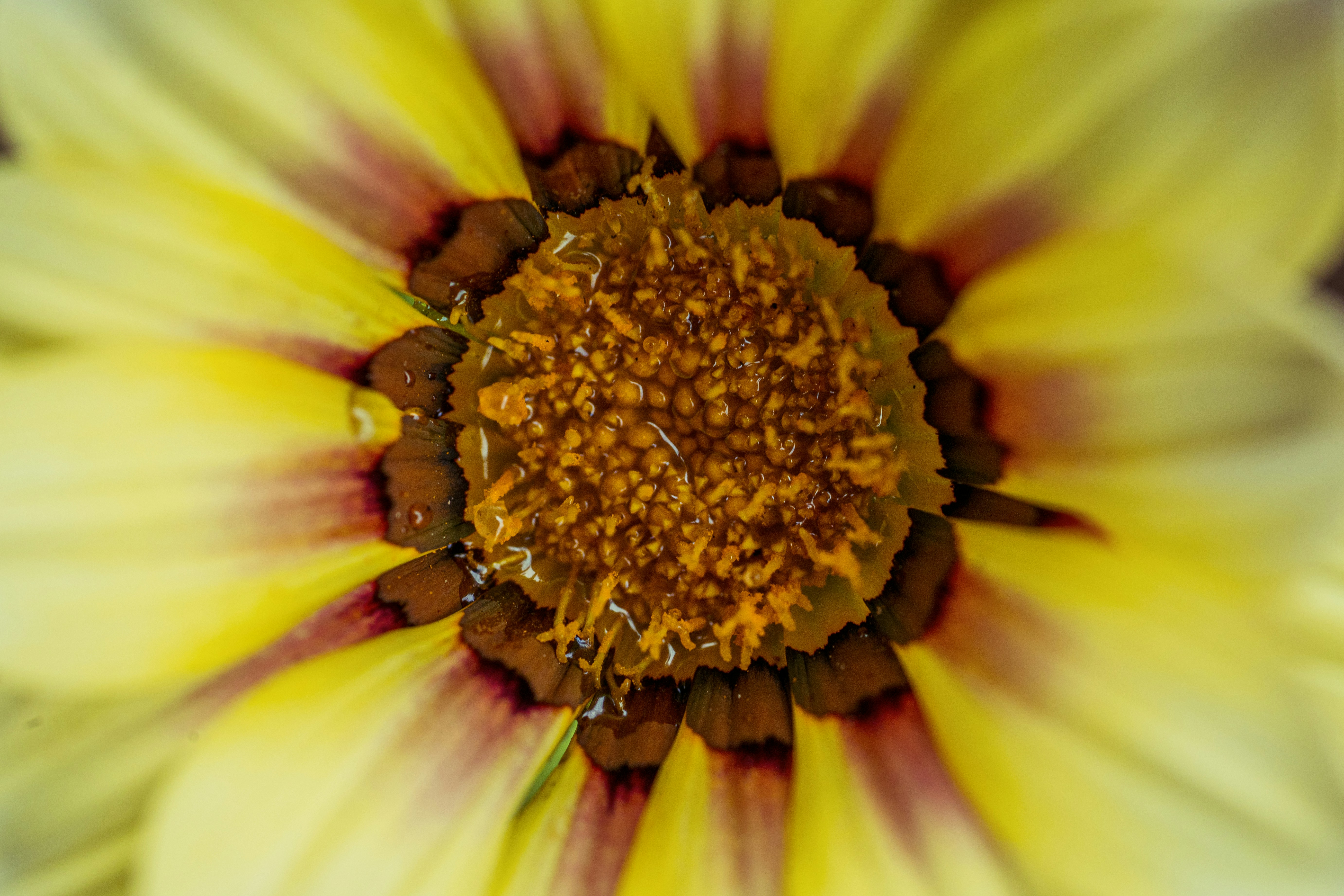 a close up of a yellow and red flower