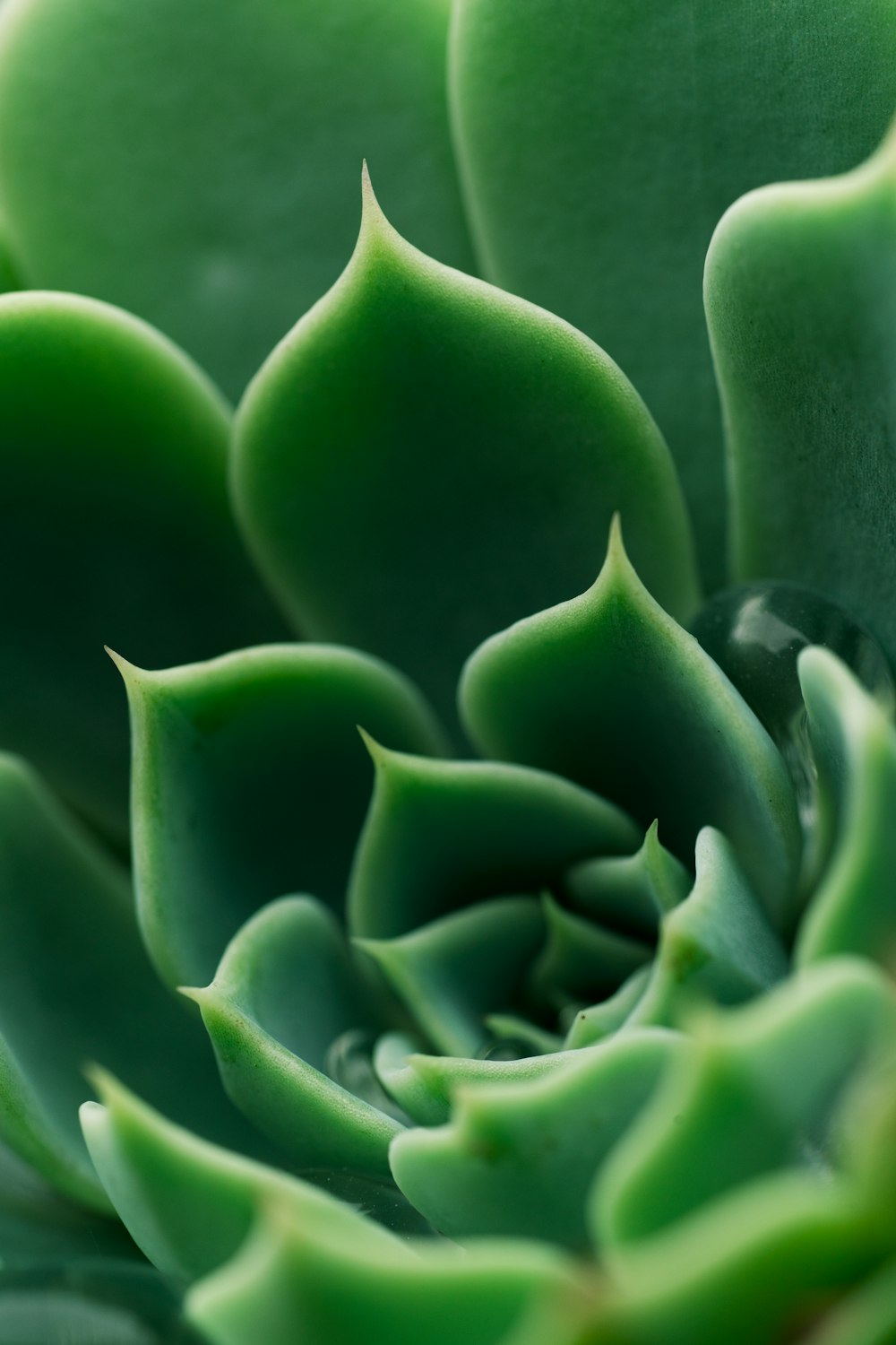 緑の植物のクローズアップ