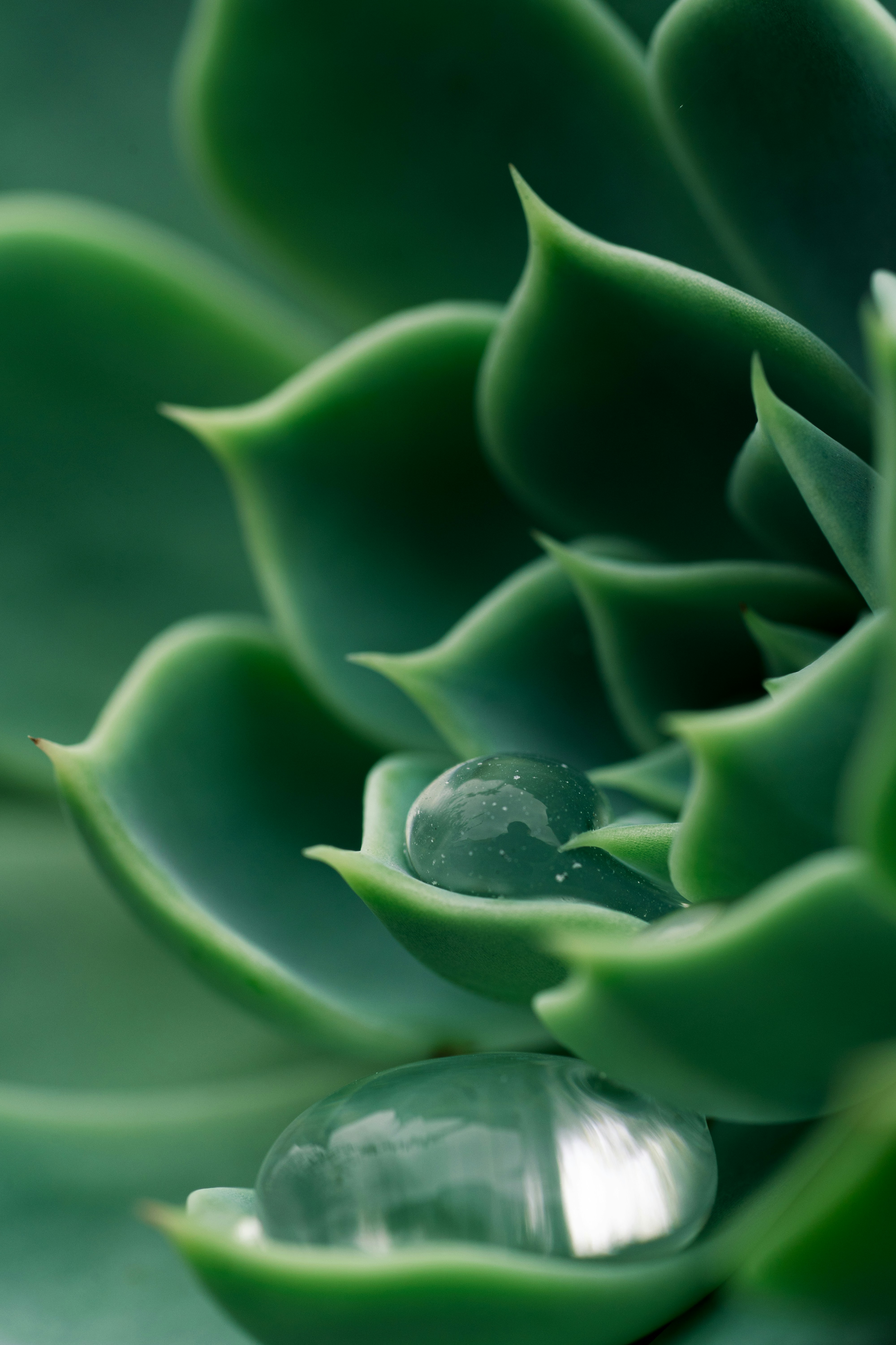 a close up of a green plant with water drops