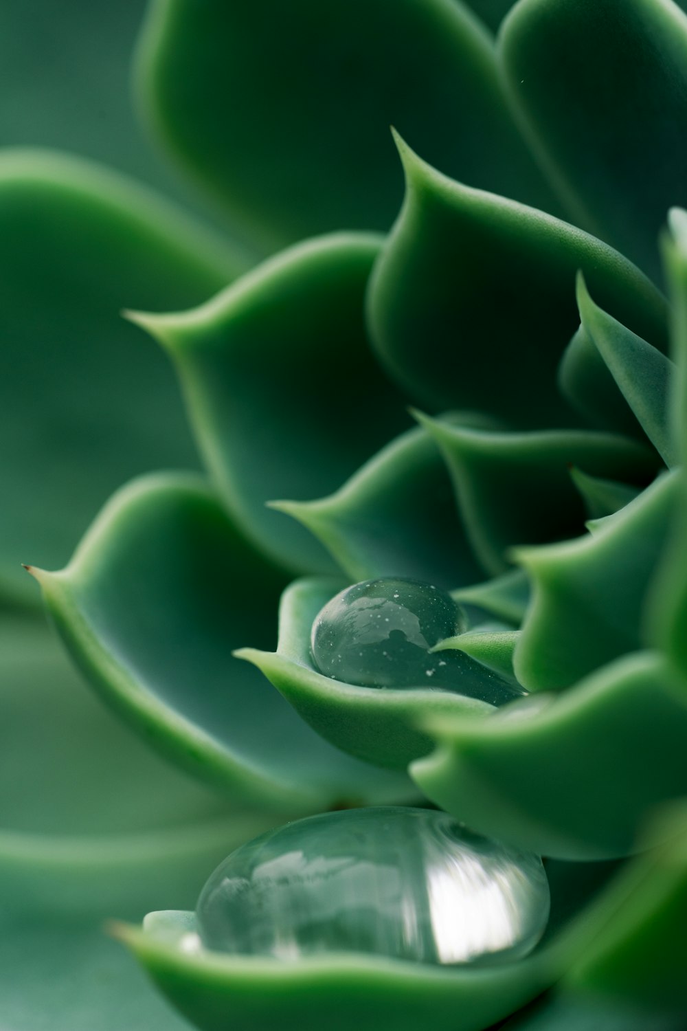 a close up of a green plant with water drops