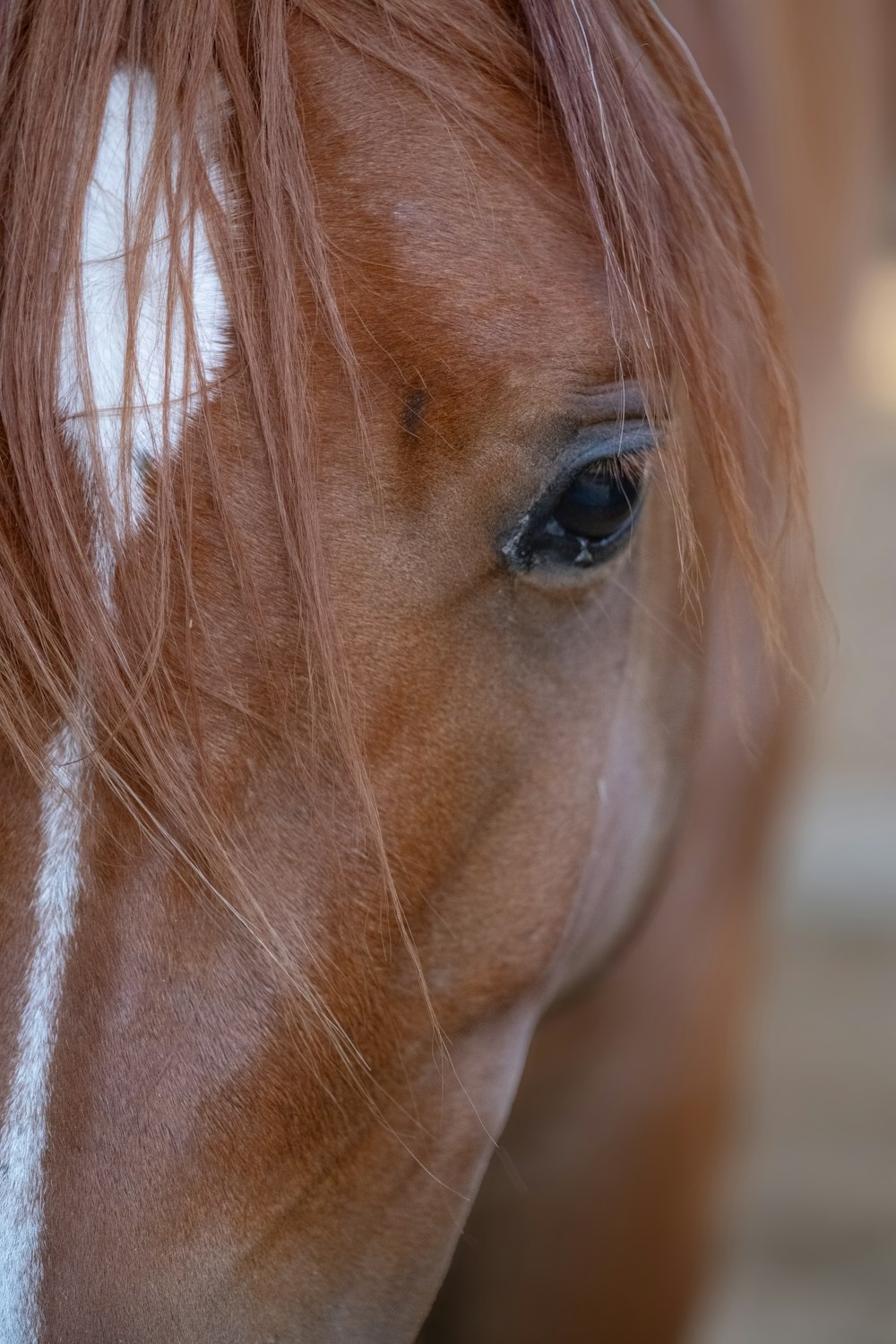 a close up of a horse's face with a blurry background