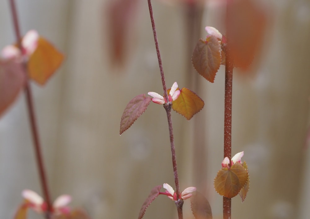 a close up of a plant with leaves and flowers