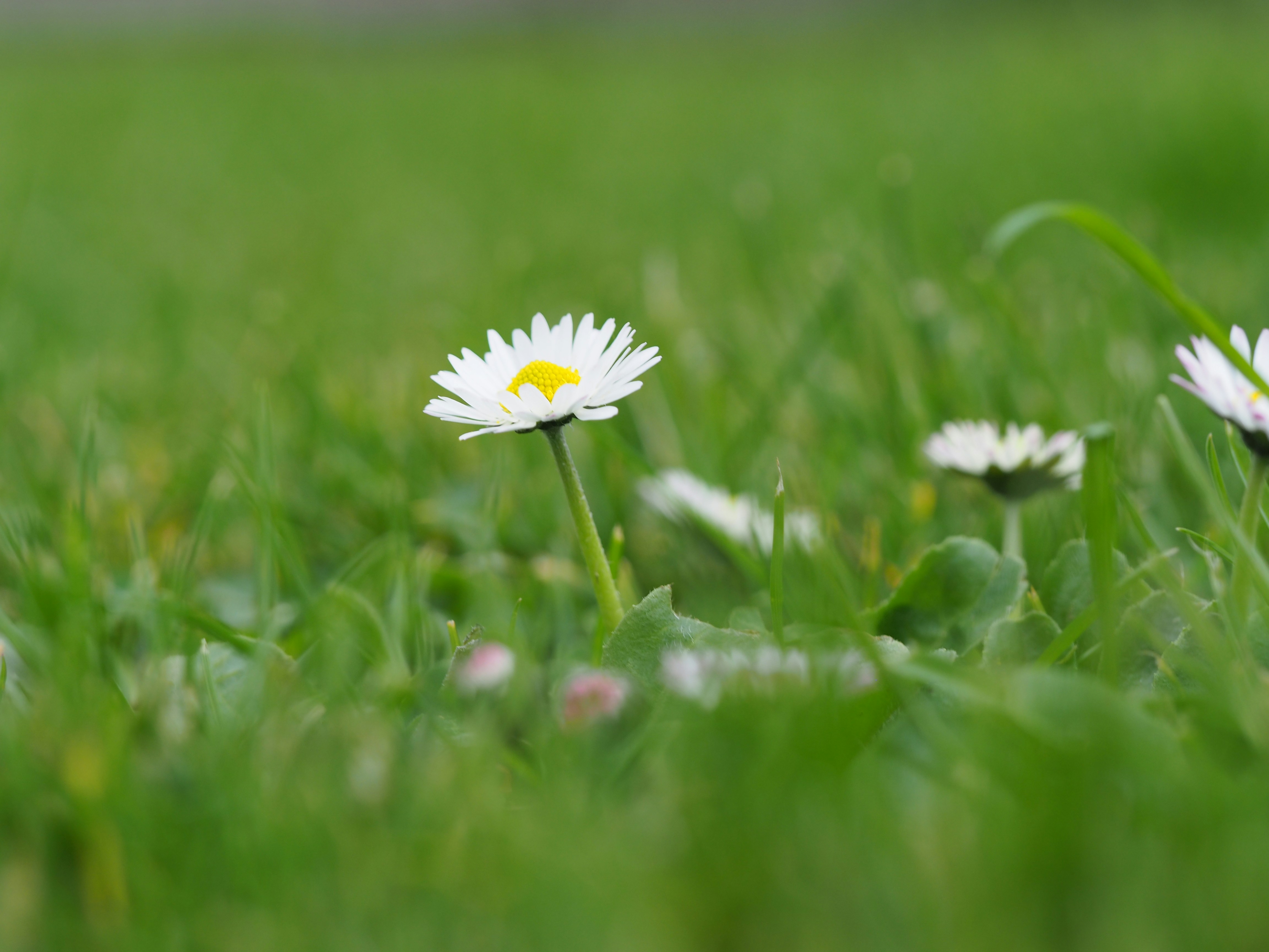 Photo by bigponorris