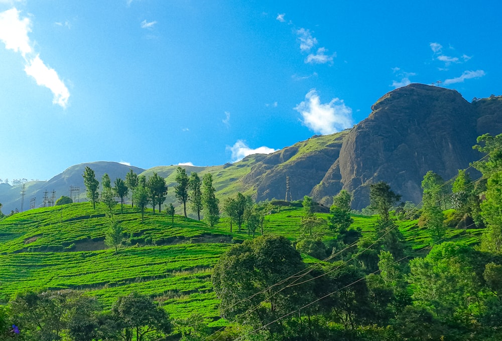 a lush green hillside with trees and mountains in the background