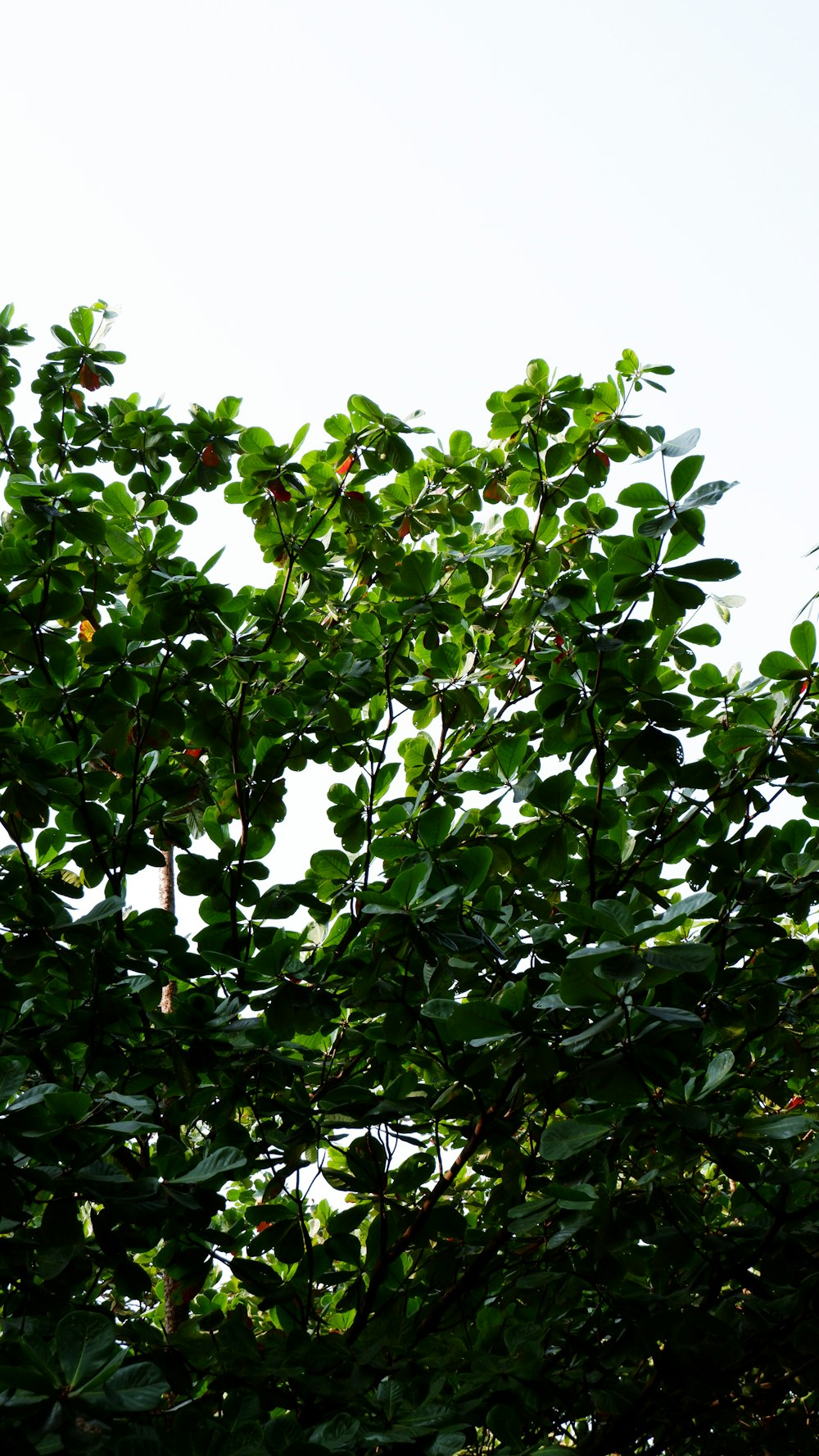 a bird sitting on top of a tree branch