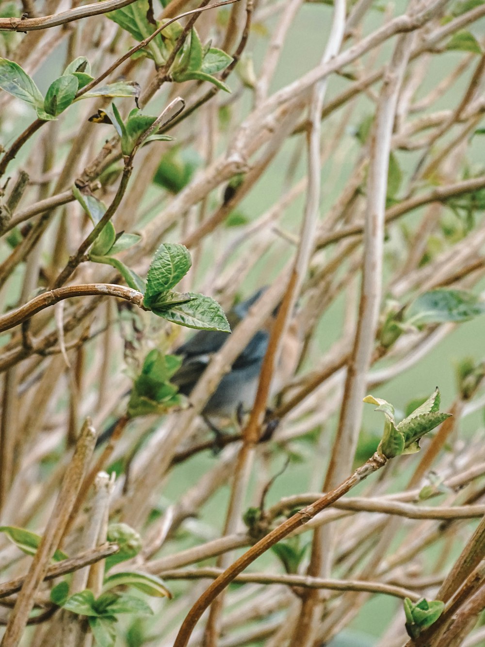 a bird is sitting on a tree branch