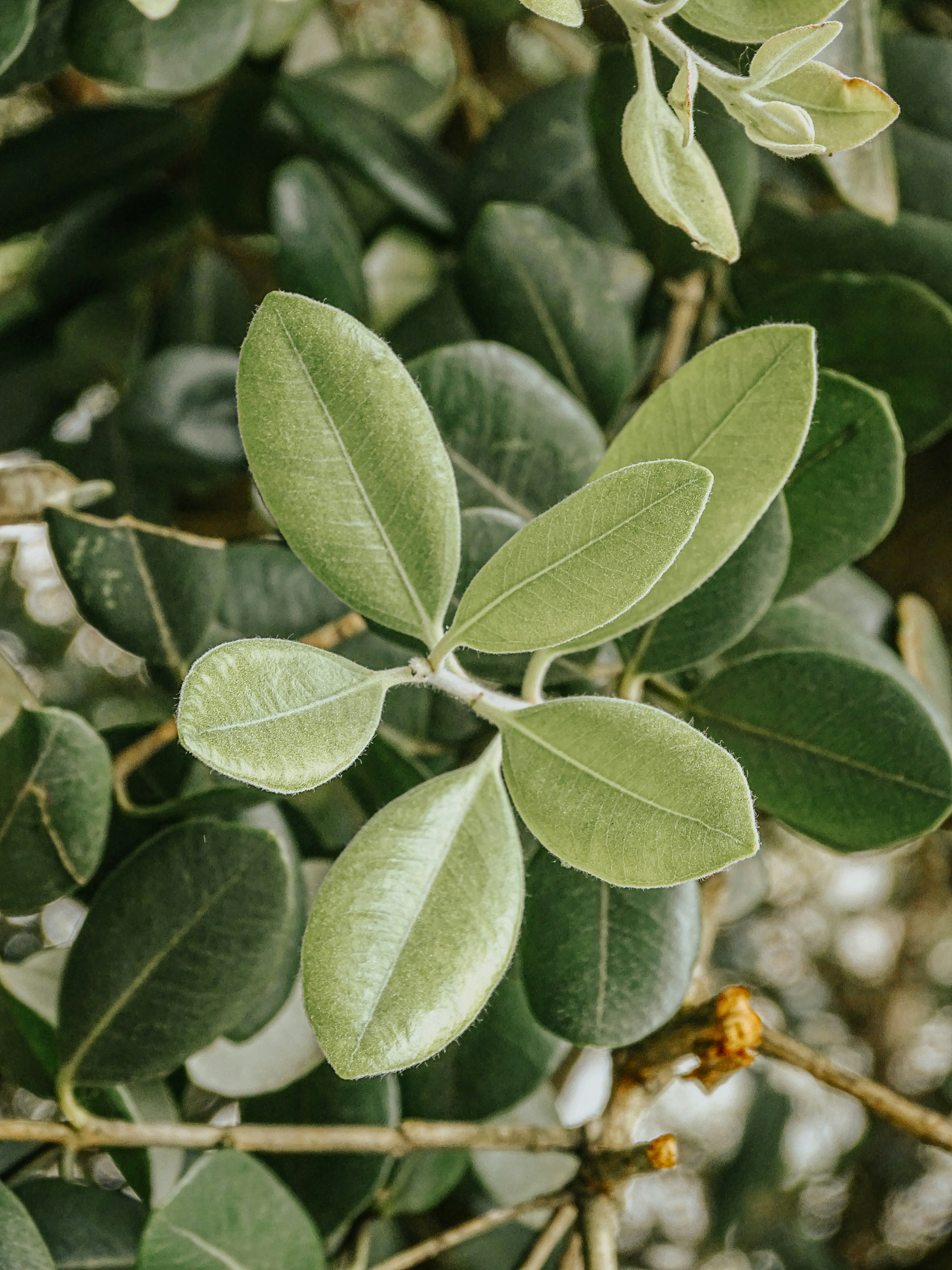 Photo by phozebyzemachado