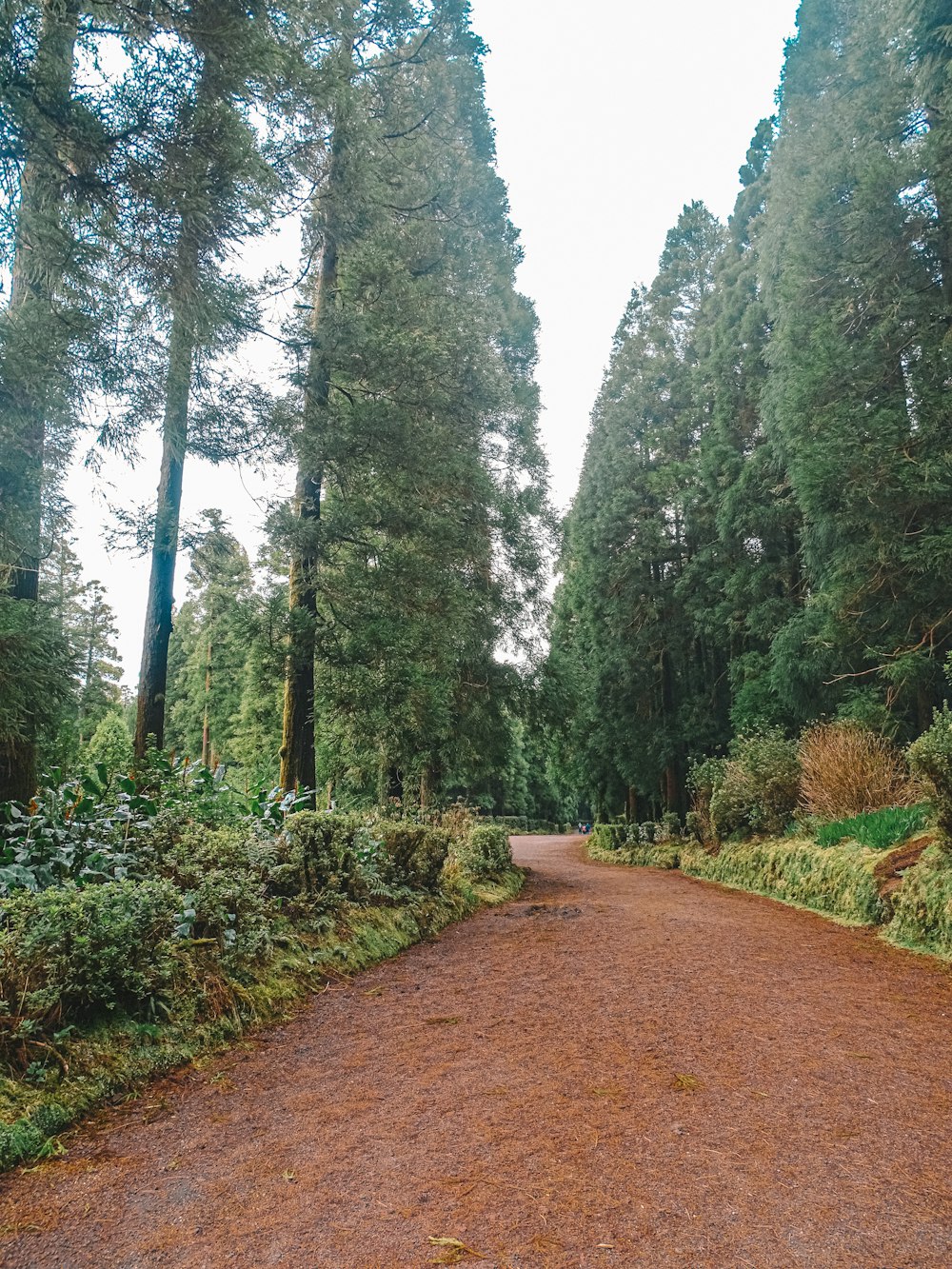 a dirt road in the middle of a forest