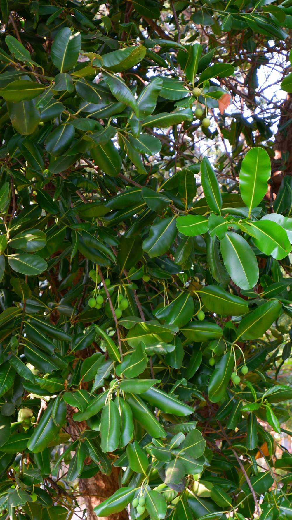 a bird perched on top of a tree branch