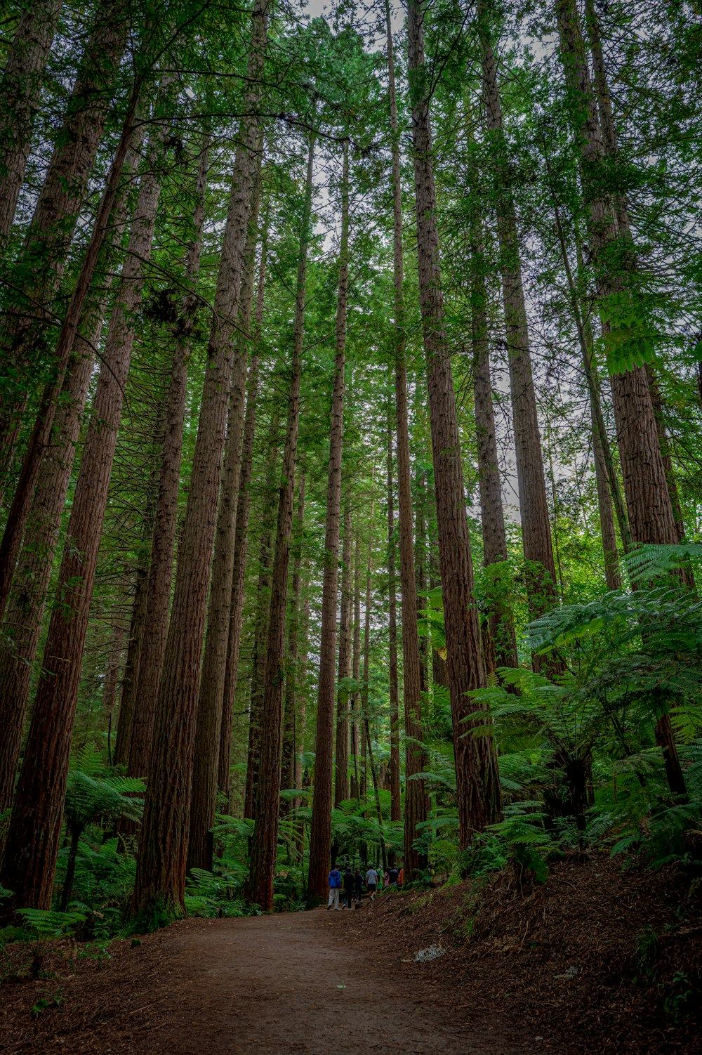 a path in the middle of a forest with lots of trees