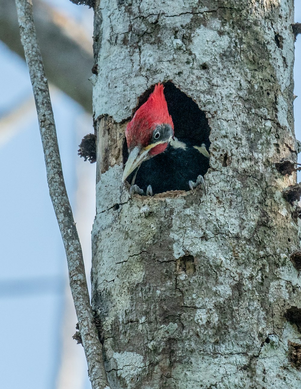 a red headed woodpecker peeks out of a hole in a tree