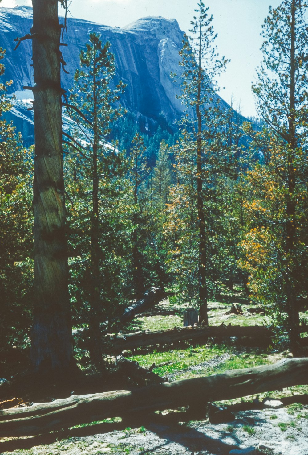 a group of trees in a forest with a mountain in the background