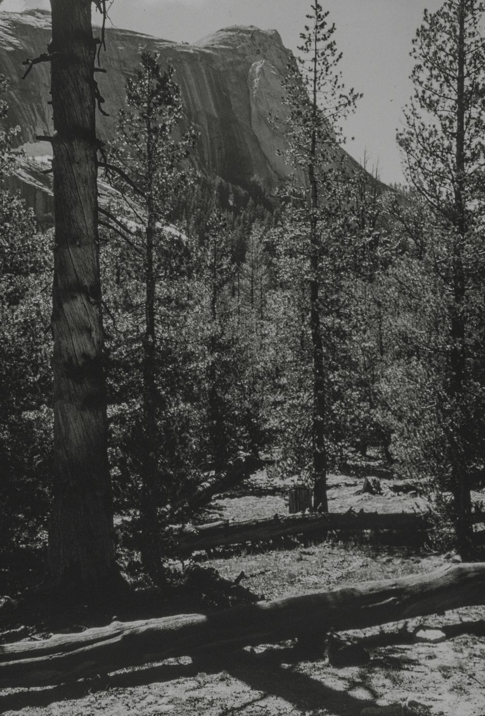 a black and white photo of trees and mountains