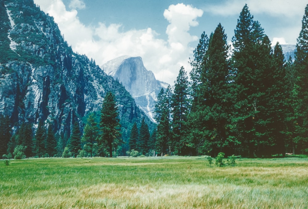 a grassy field with trees and mountains in the background