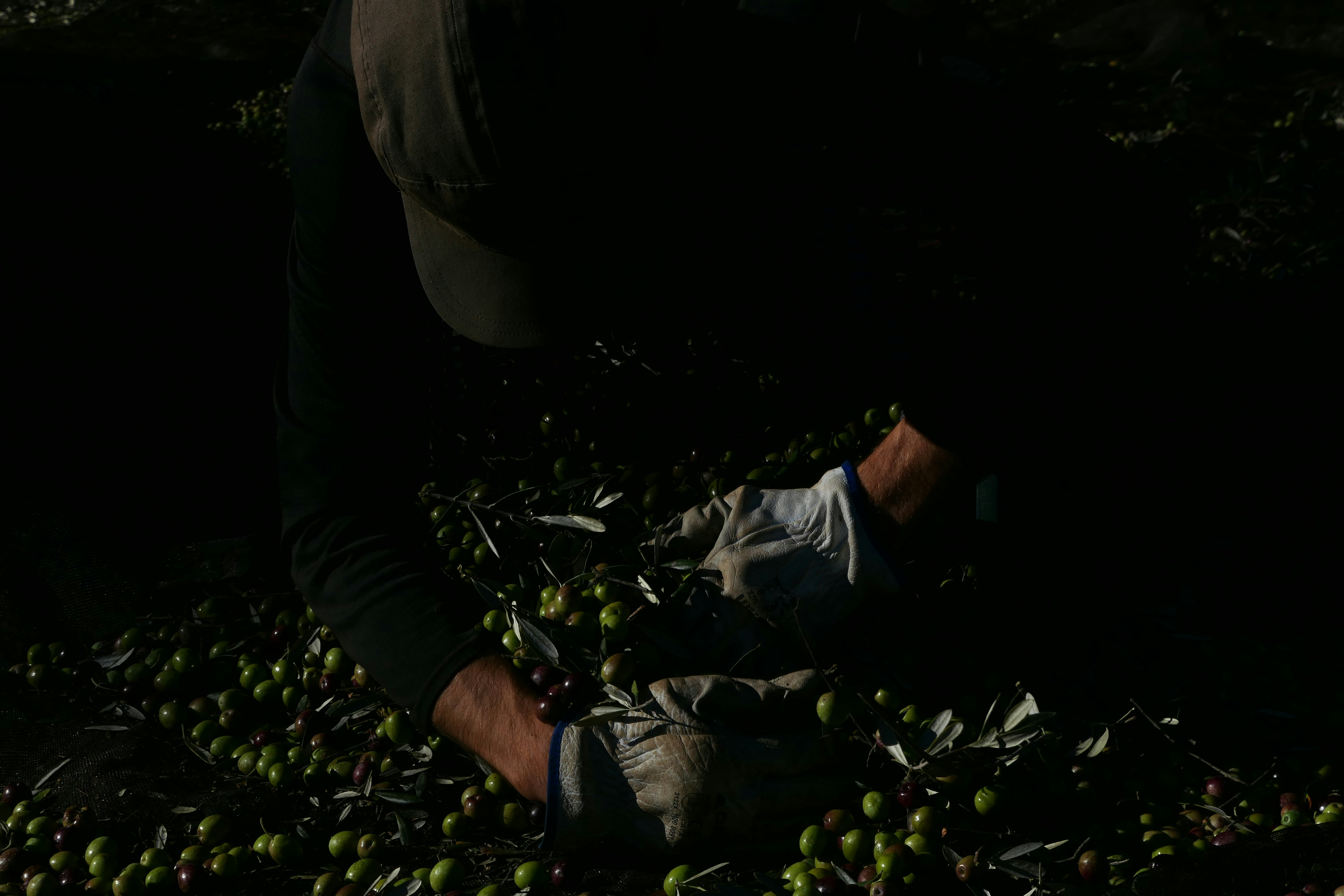 a man picking fruit from a tree in the dark
