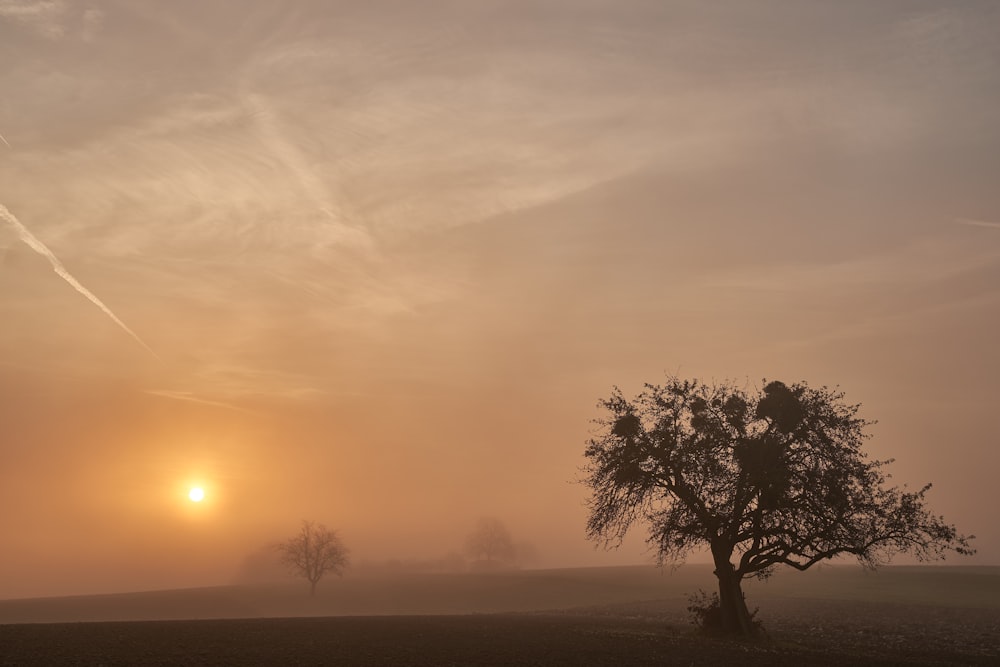 a tree in a field with the sun in the background