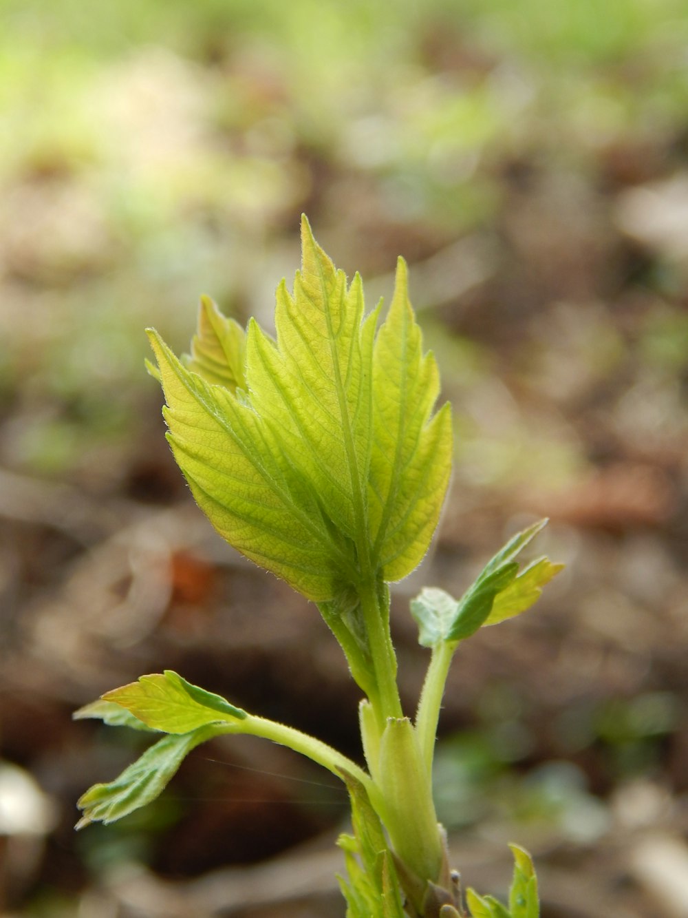 a close up of a green plant with leaves