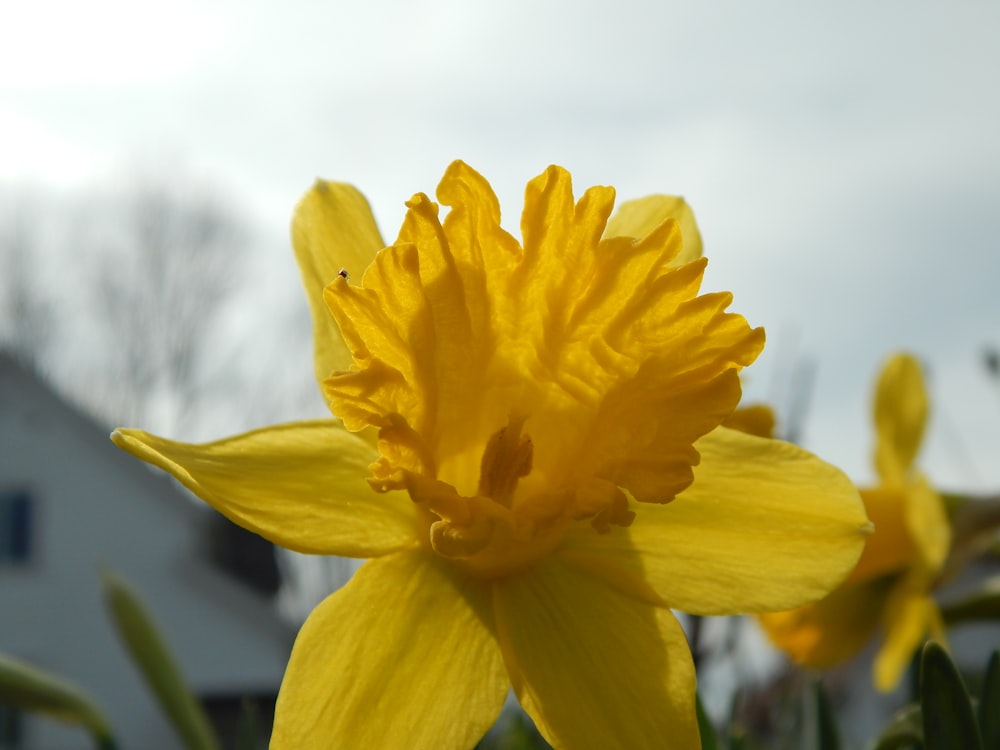 a close up of a yellow flower with a house in the background