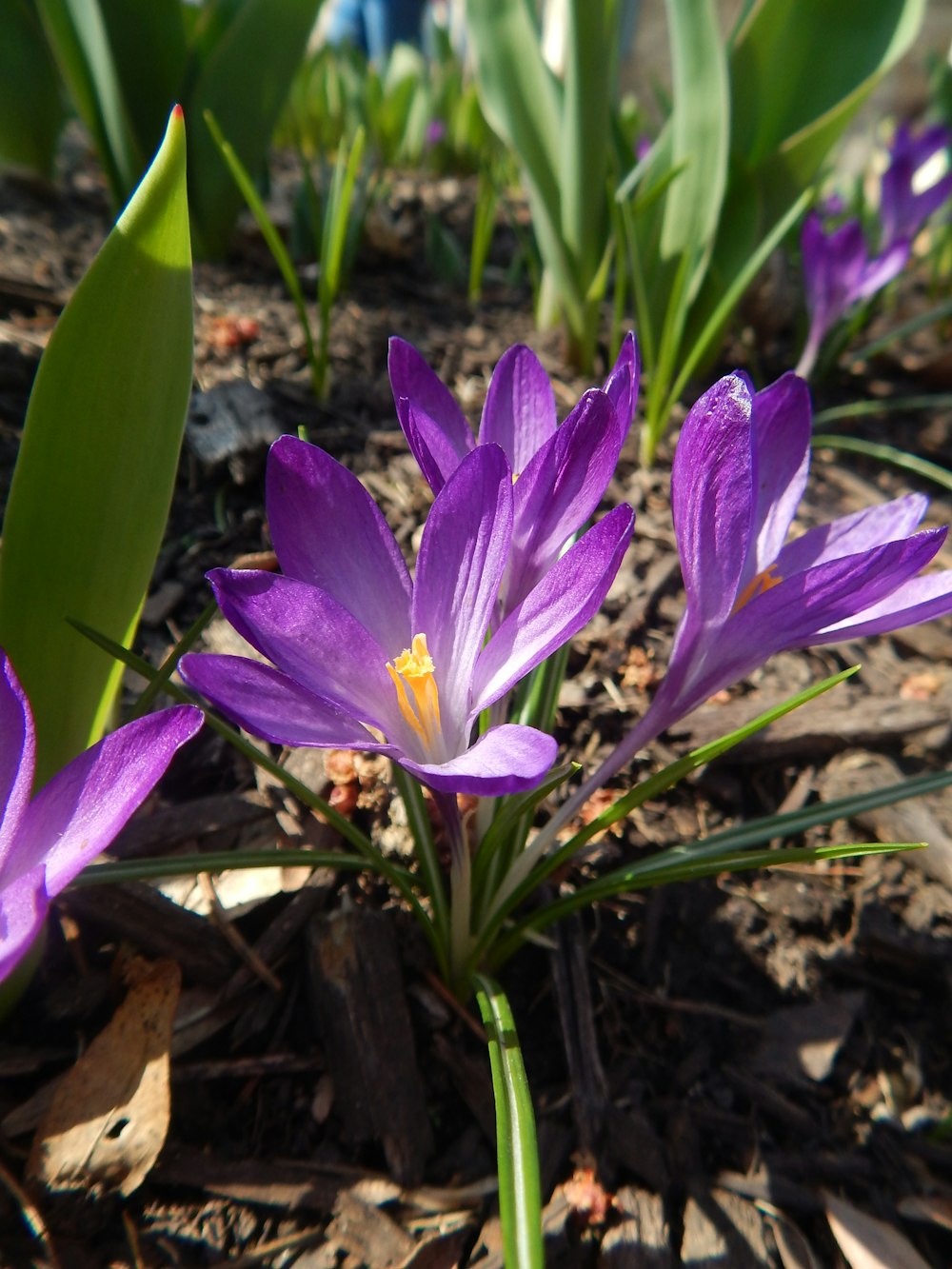 a close up of a purple flower on the ground