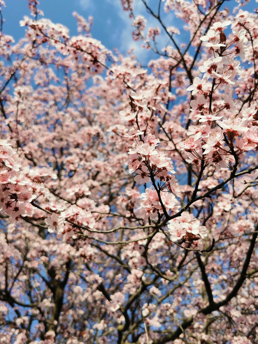 a tree with lots of pink flowers in front of a blue sky