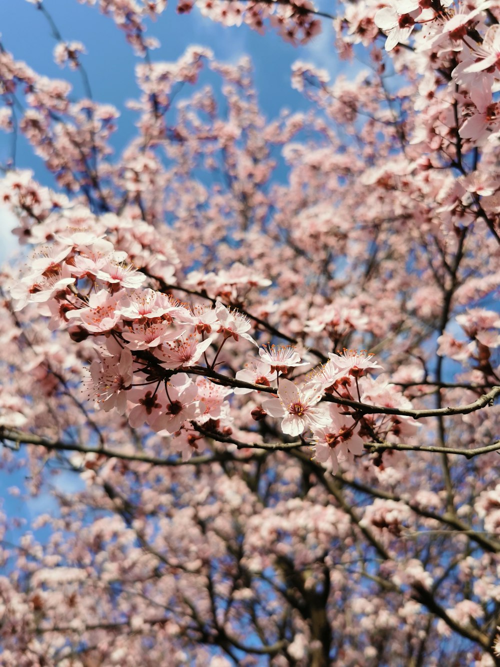 a tree with lots of pink flowers on it