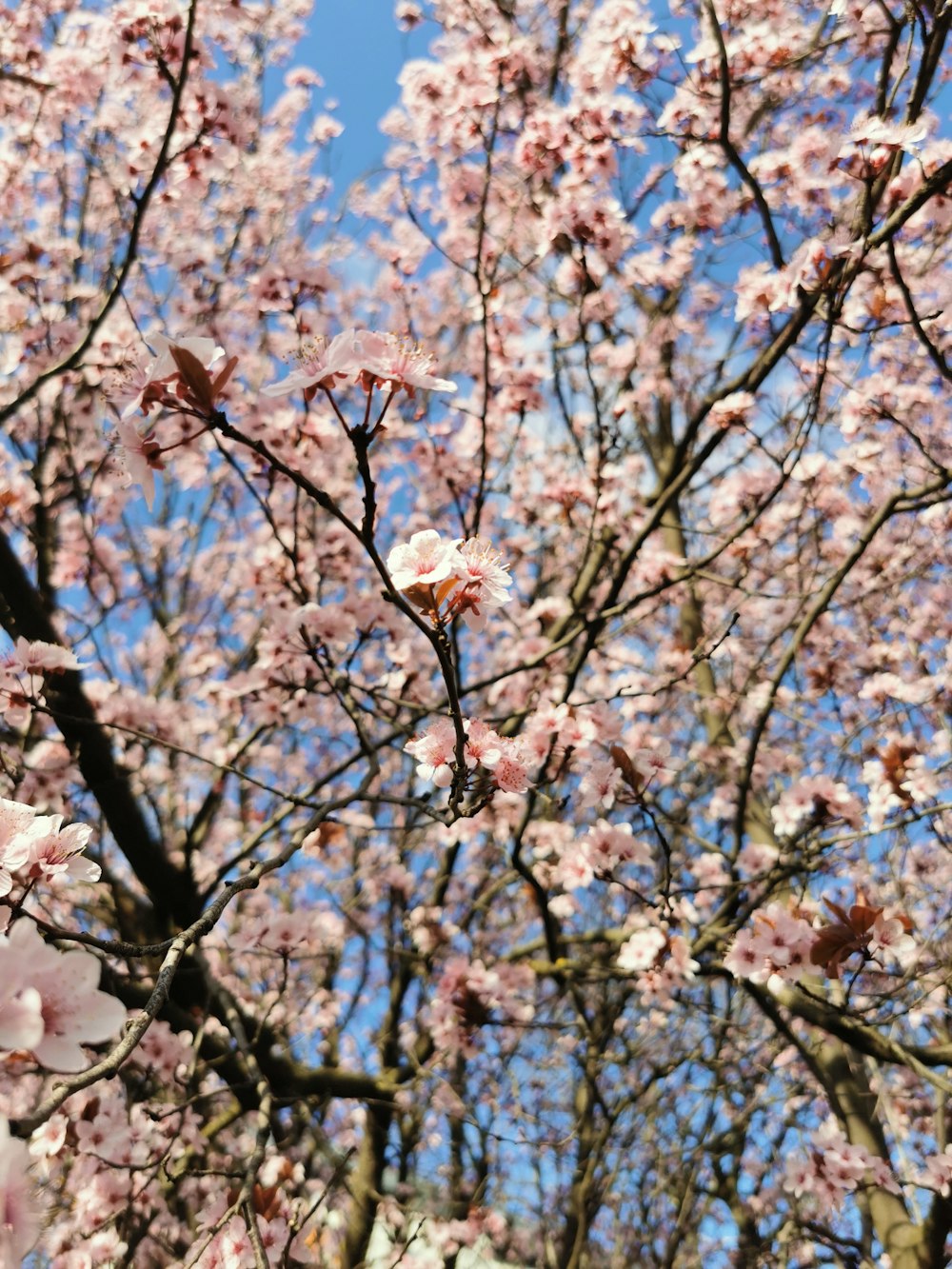 a tree with lots of pink flowers on it