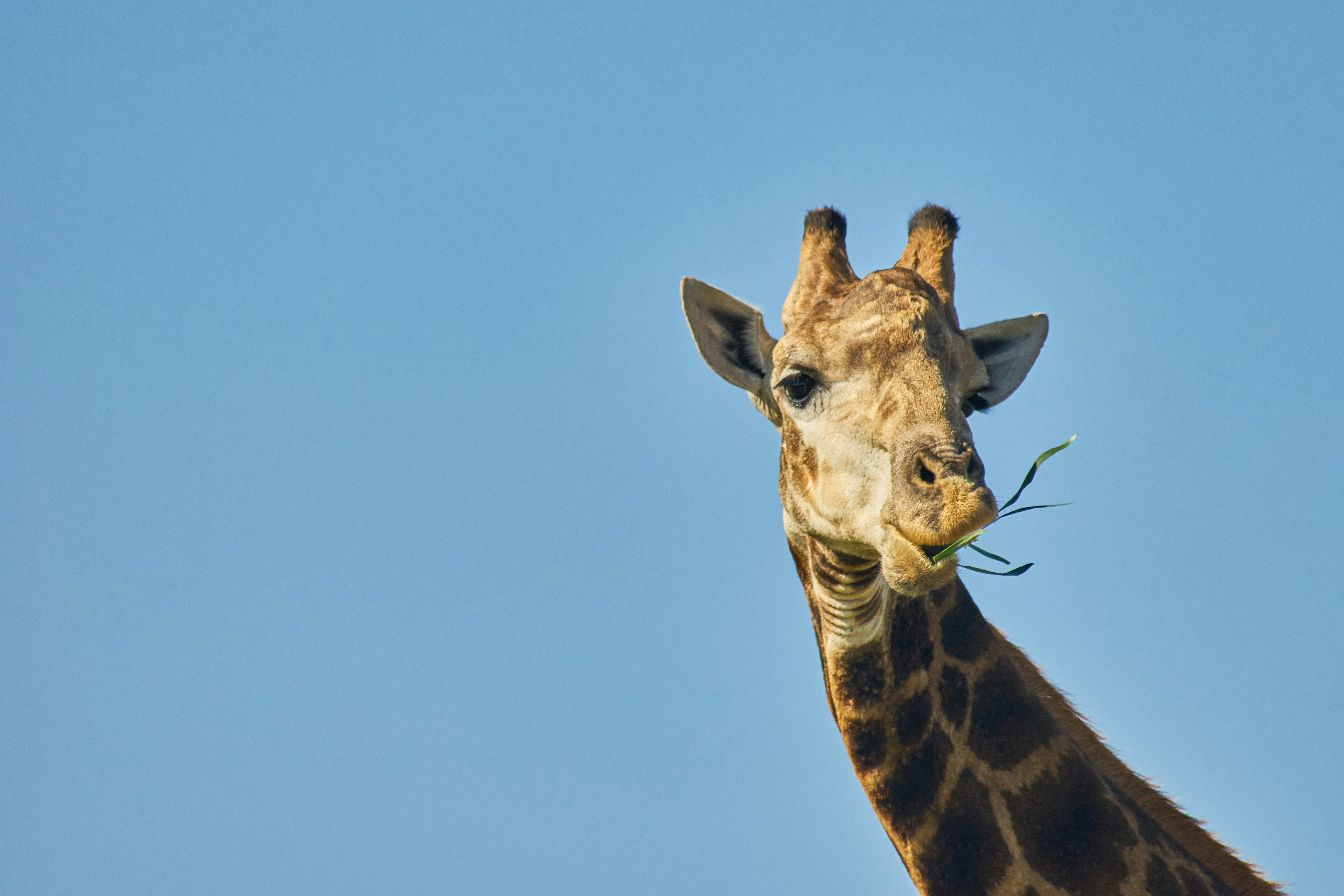 Photo by wolfgang_hasselmann