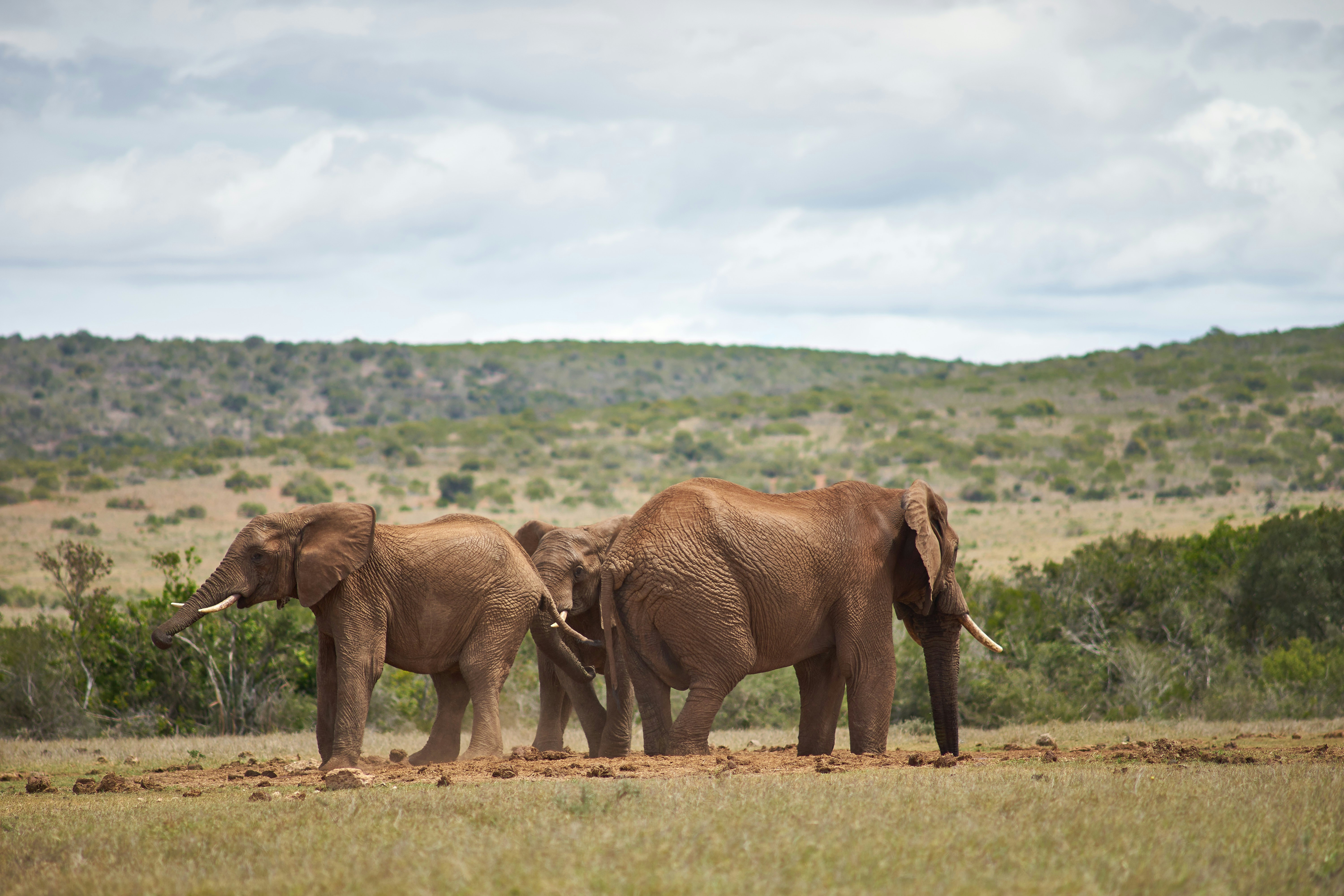 Photo by wolfgang_hasselmann