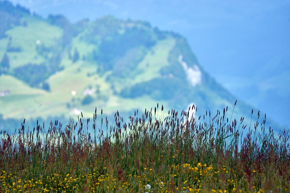 a field of wildflowers with a mountain in the background