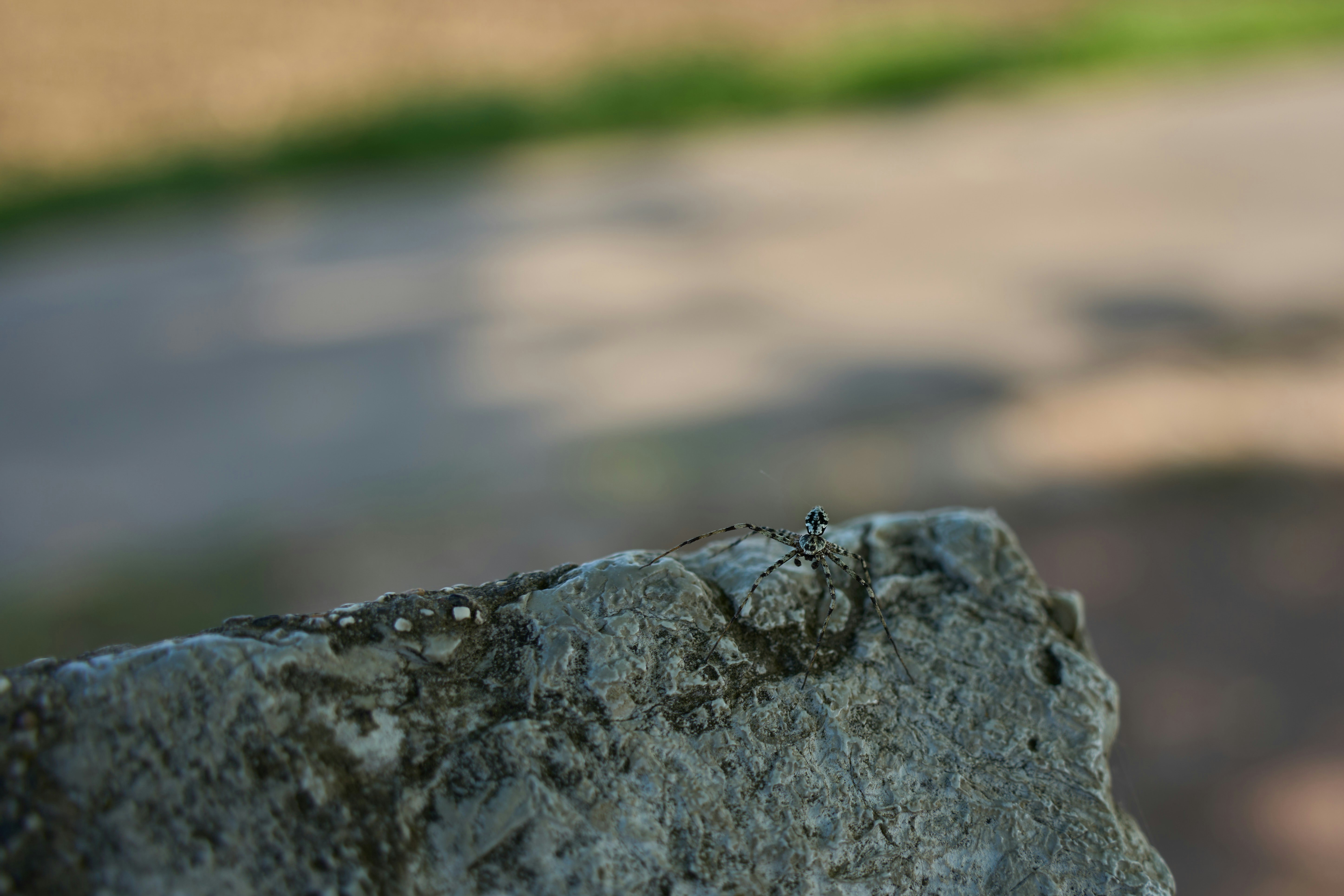 Photo by wolfgang_hasselmann