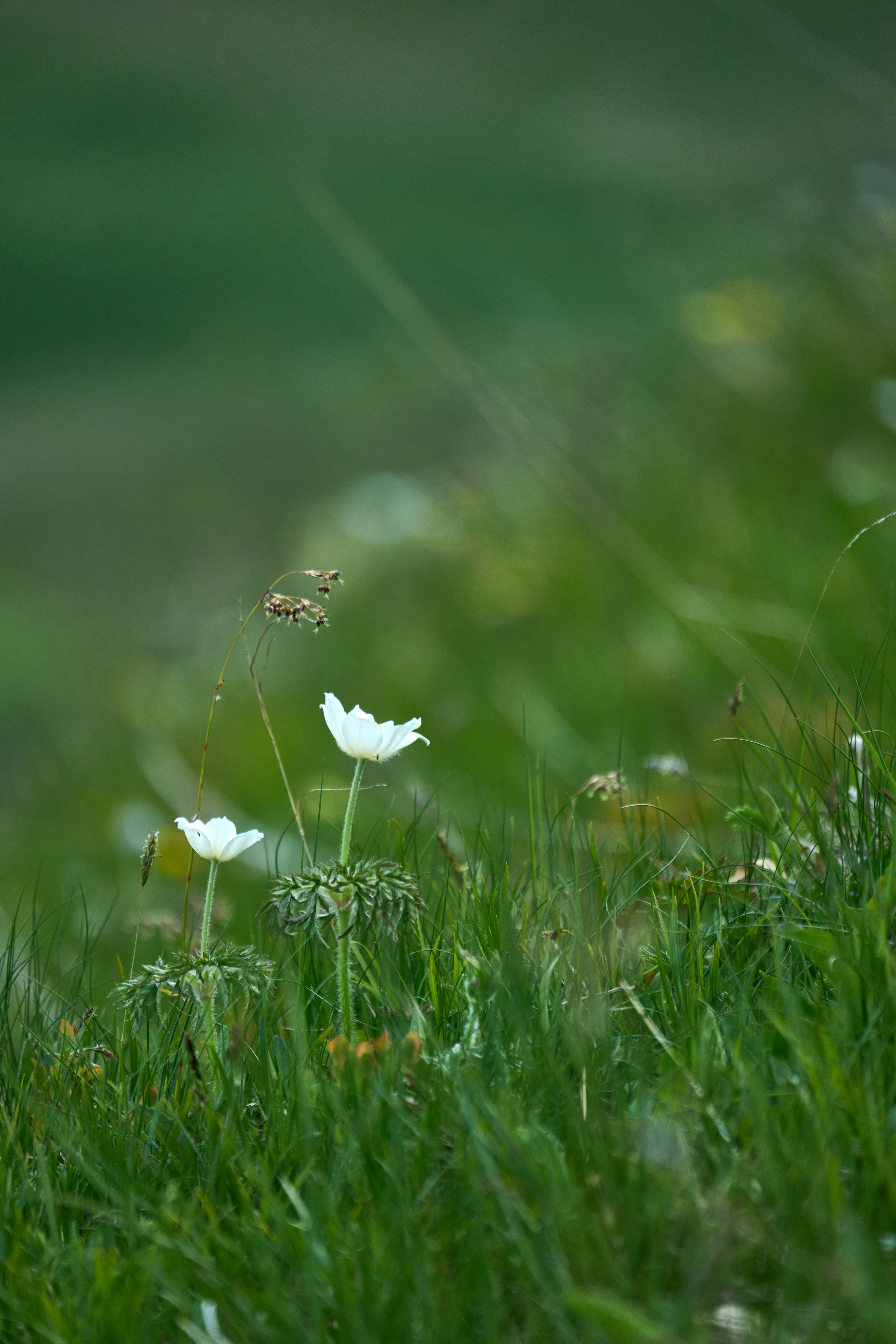 Photo by wolfgang_hasselmann